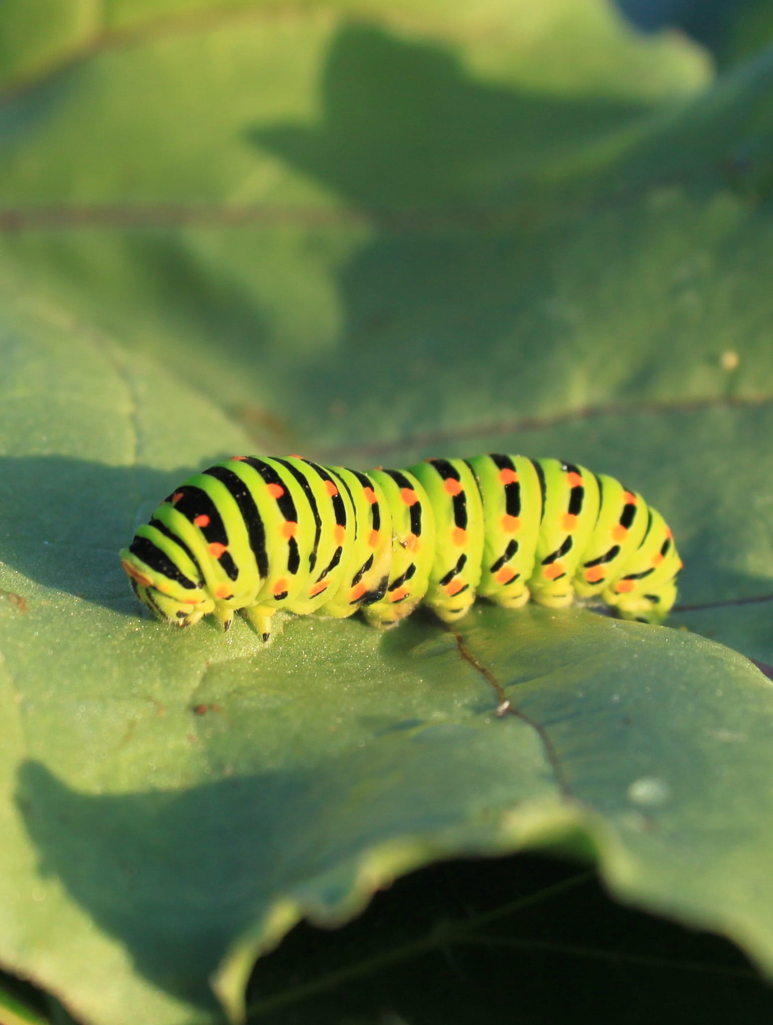 animals in the wild, green color, Leaf, papilionidae, animal wildlife, insects, no people, swallowtail, Caterpillar, beauty in nature, animal themes, nature, Phone HD Wallpaper