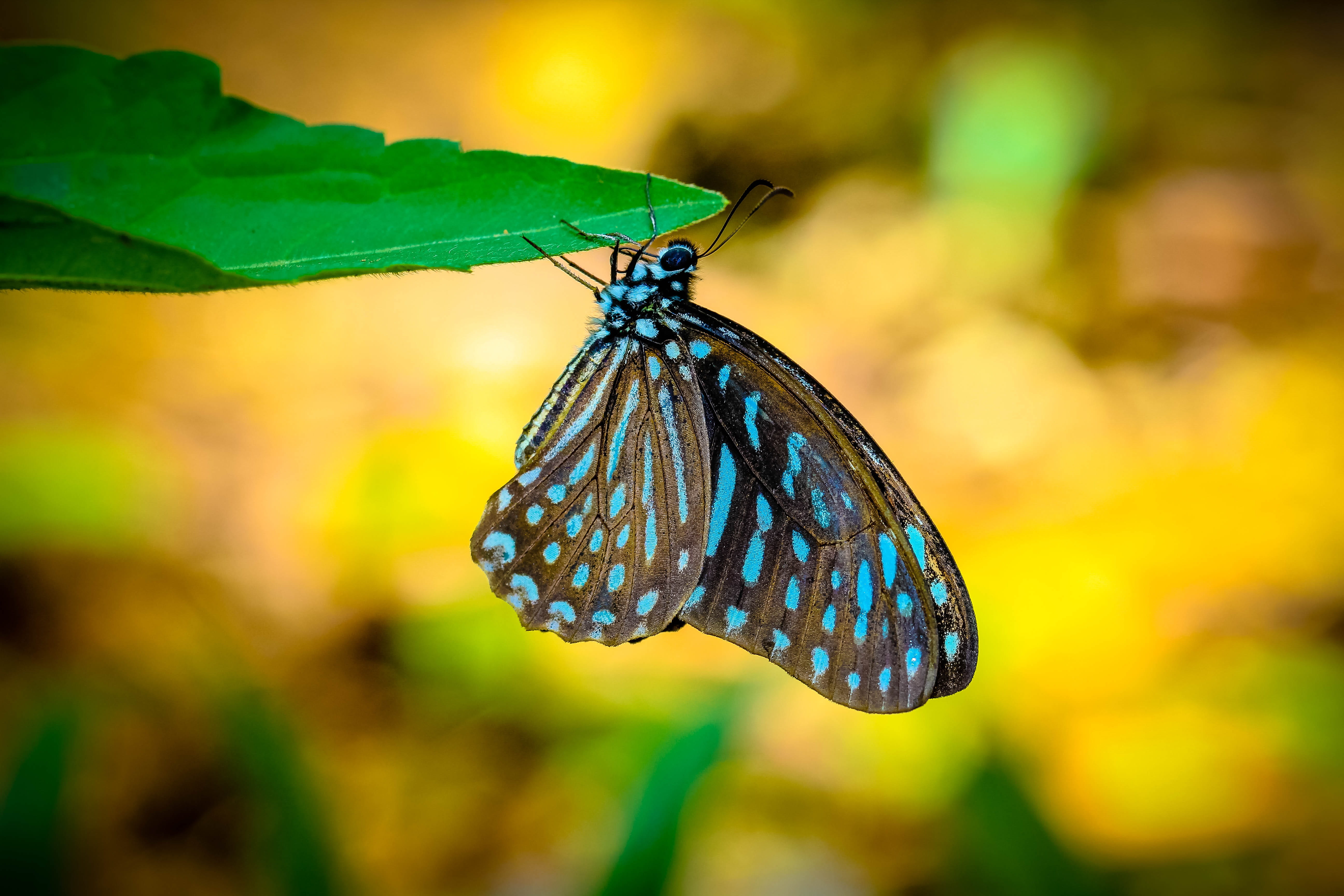 day, invertebrate, insects, animal wing, leaf, butterfly, animal markings, insect, brown, animal themes, blue, the forests, nature, wong papilionidae, animal wildlife, HD Wallpaper