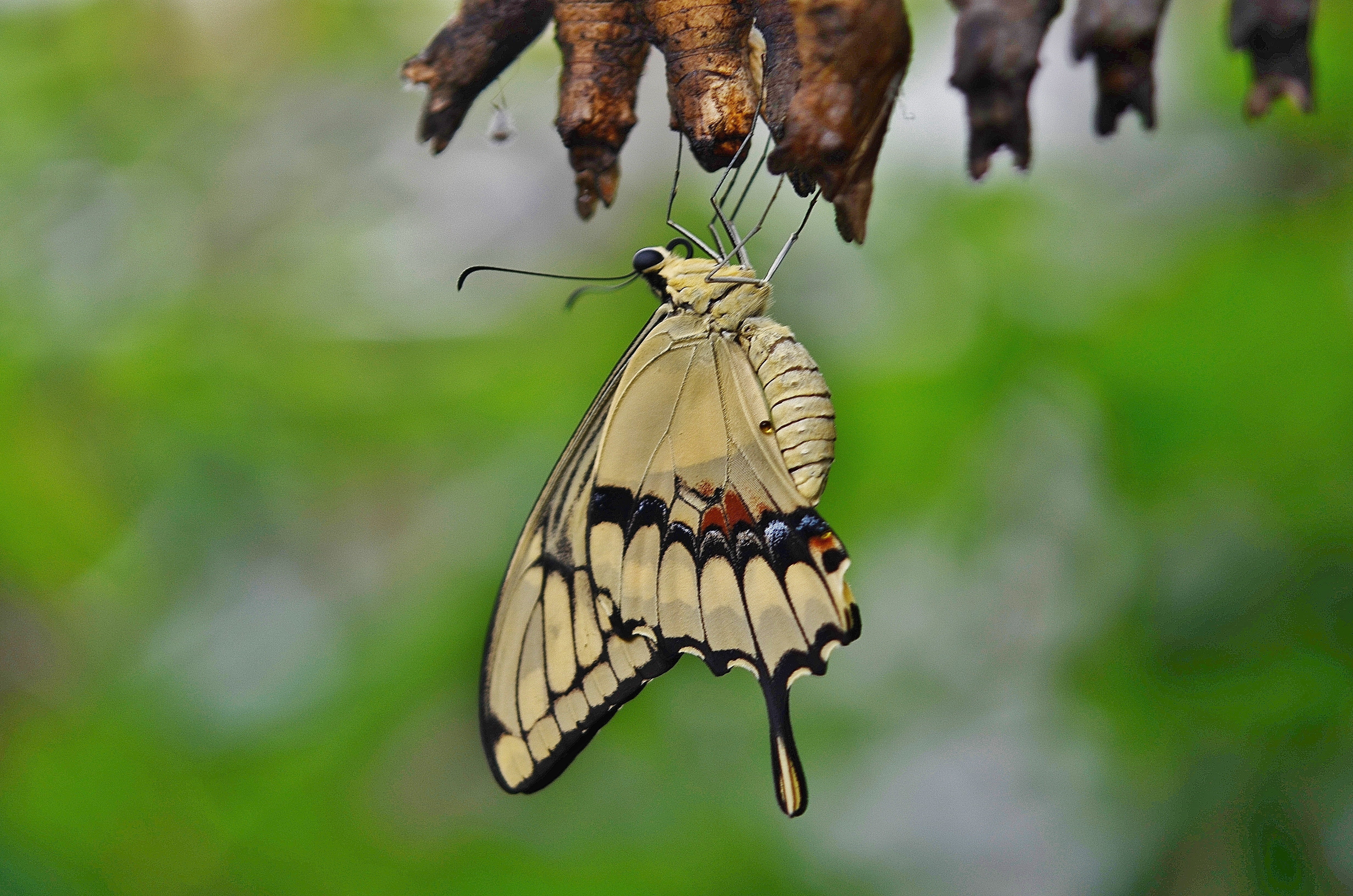 black, pollination, photography, beauty in nature, cocoon butterfly, animal themes, yellow, one animal, larvae, fragility, swallowtail butterfly, insect larvae, HD Wallpaper