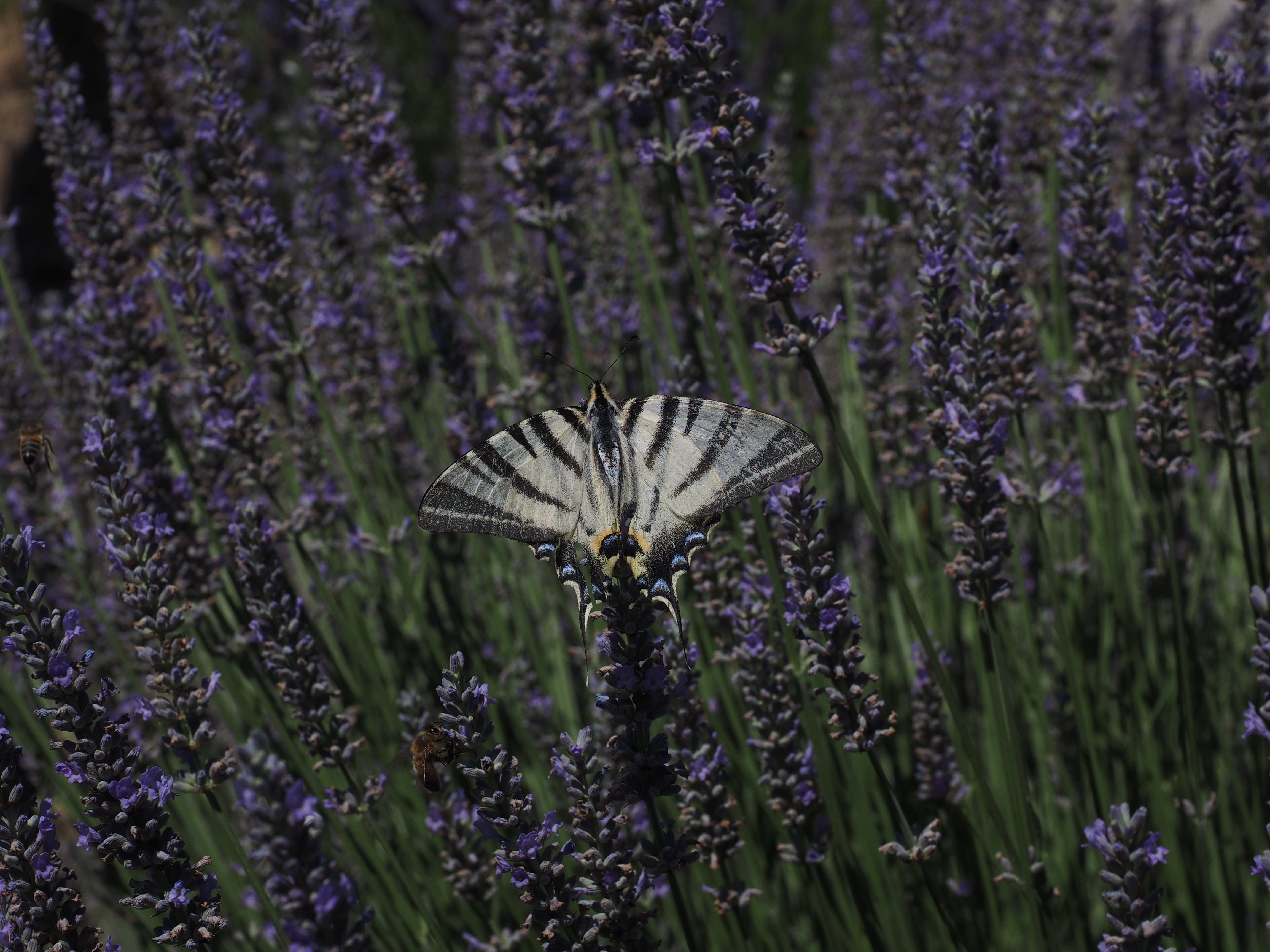 lavender field, outdoors, growth, close-up, swallowtail butterflies, fragility, freshness, butterfly, flowerbed, dovetail, animals in the wild, flowering plant, HD Wallpaper
