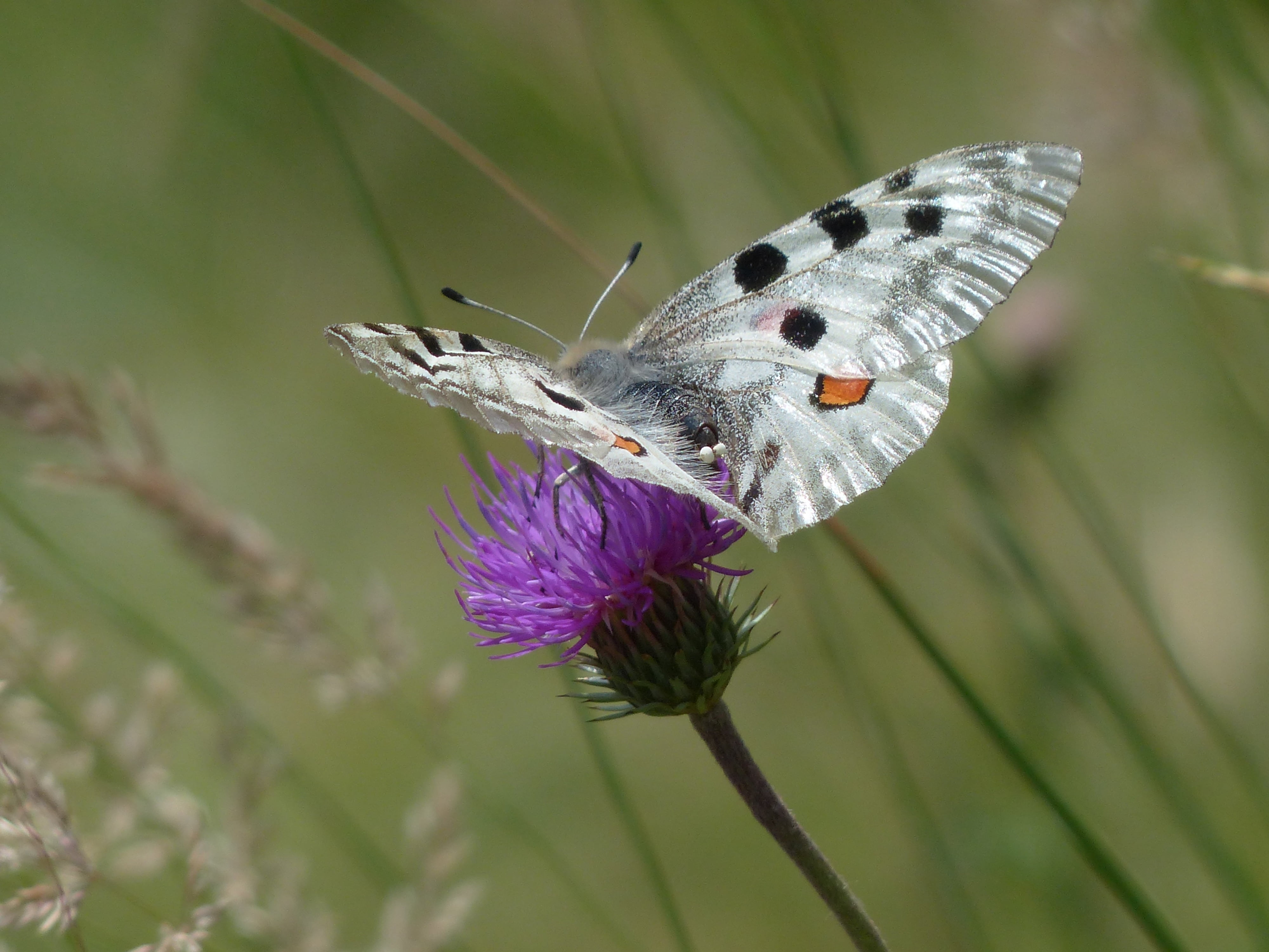 shimmer, apollo, spotted, perch, black, flower head, swallowtail butterflies, no people, asteraceae, one animal, 4K, flower, red, ring thistle, vulnerability, HD Wallpaper