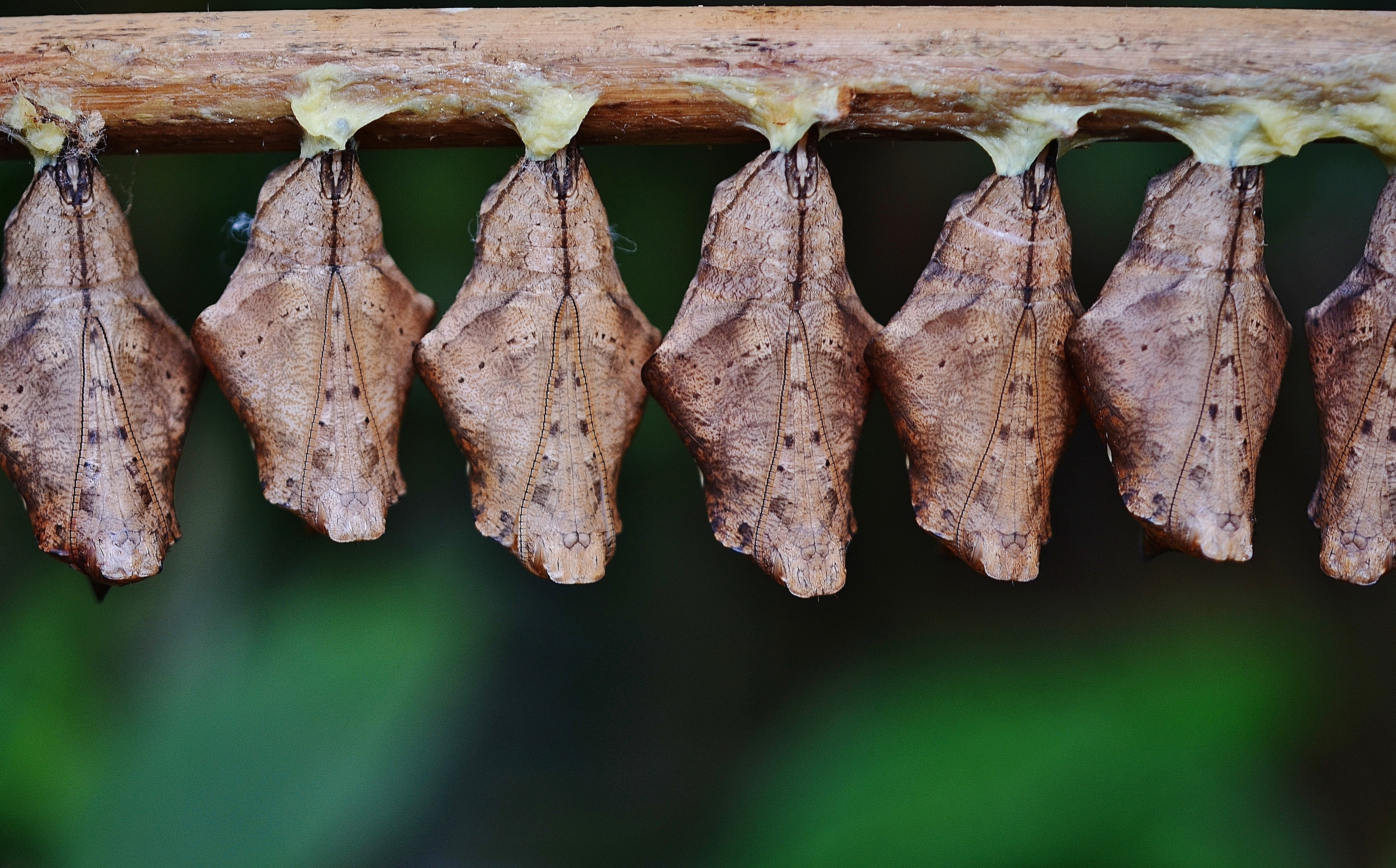 4K, animal, freshness, meat, food and drink, vertebrate, outdoors, hanging, animal themes, Larva, drying, no people, butterfly, insect larvae, close-up, HD Wallpaper