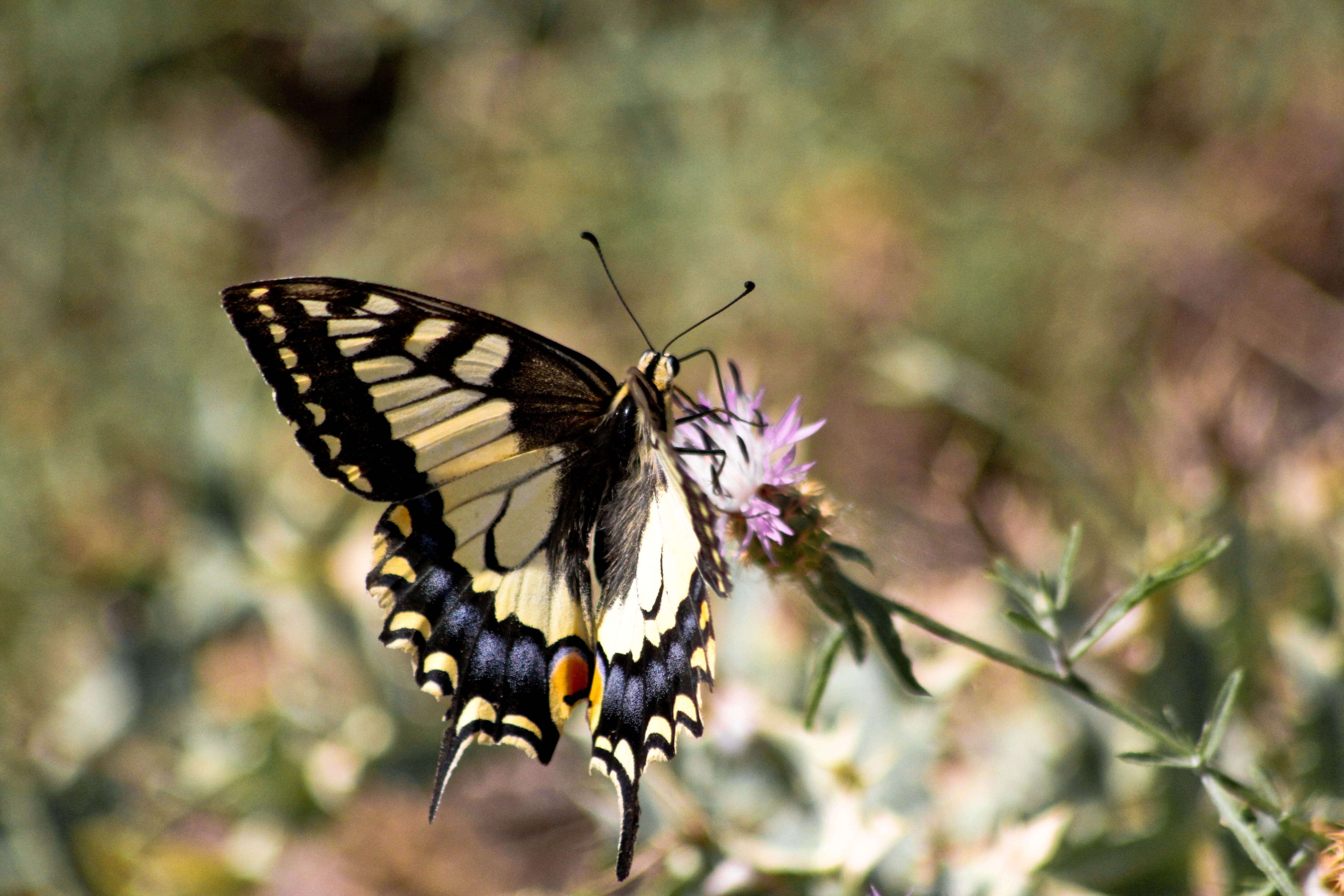 papilio, no people, butterfly, invertebrate, animal wing, pollination, garden, fragility, vulnerability, butterflies, animals in the wild, swallowtail, HD Wallpaper
