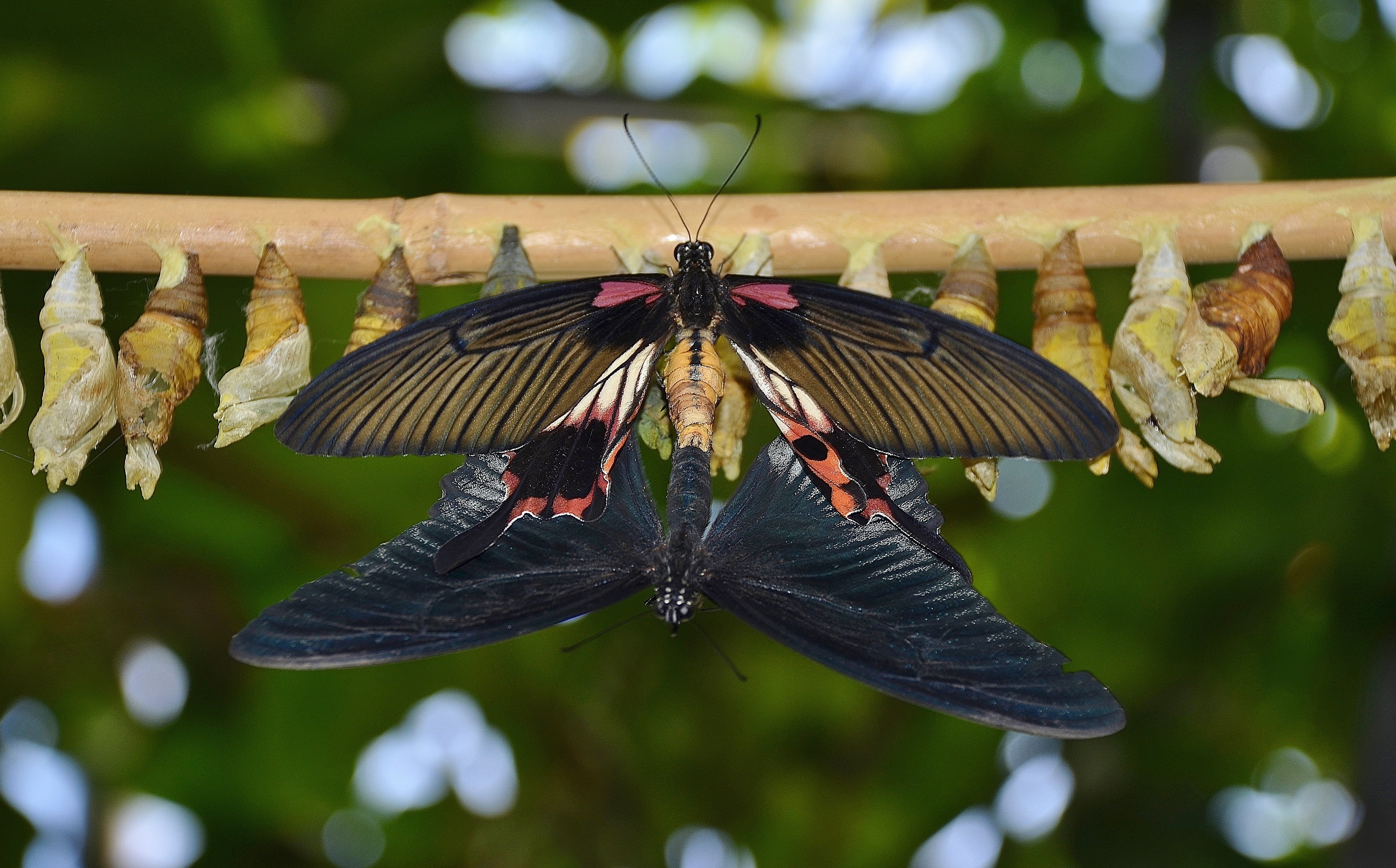 animal, larvae, no people, invertebrate, macro, animal wing, animal wildlife, day, cocoons, plant, insect larvae, beauty in nature, focus on foreground, HD Wallpaper