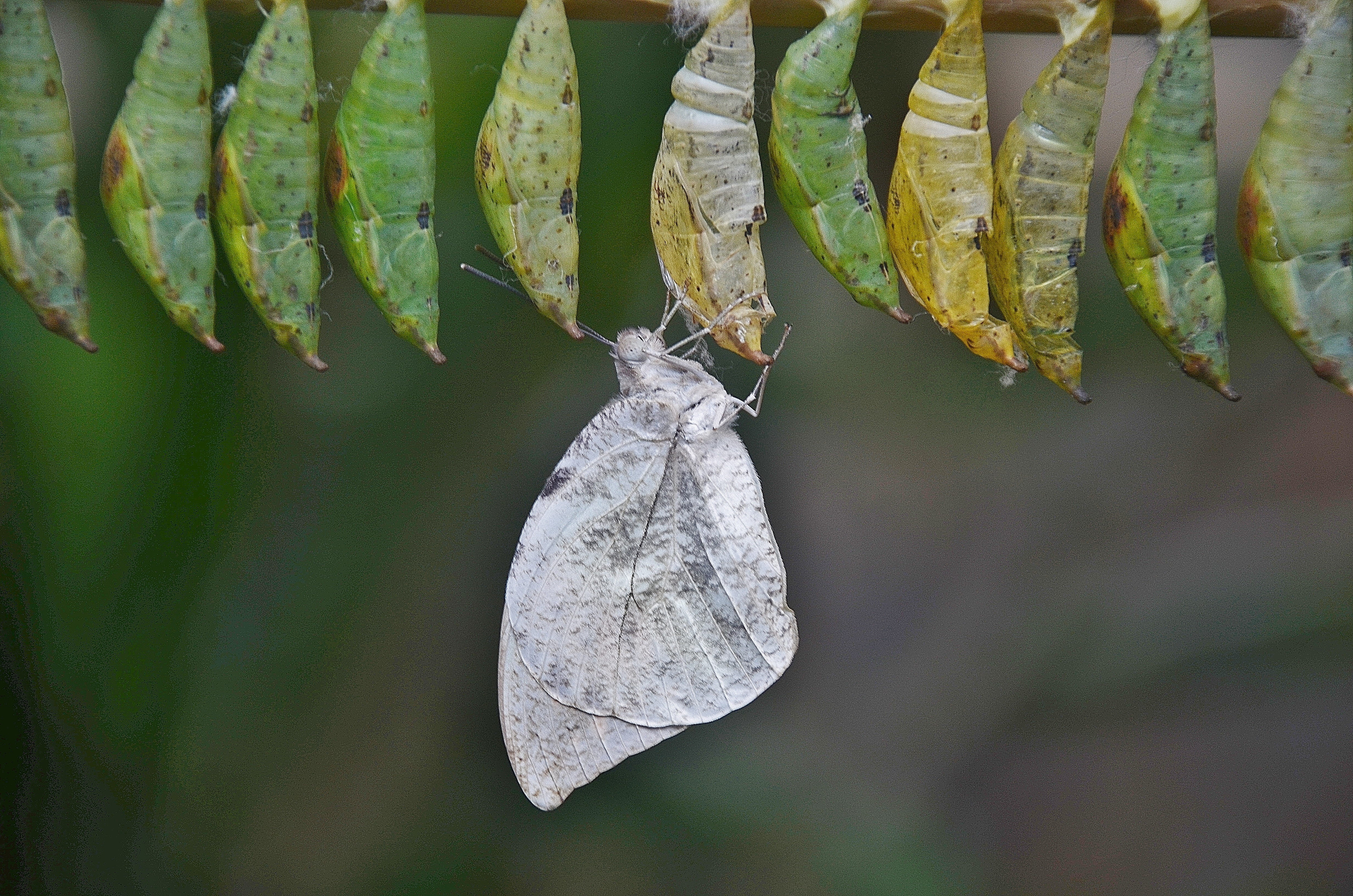 papilionidae, leaves, butterfly, focus on foreground, outdoors, food and drink, insect larvae, nature, leaf, dry, no people, beauty in nature, day, plant, HD Wallpaper