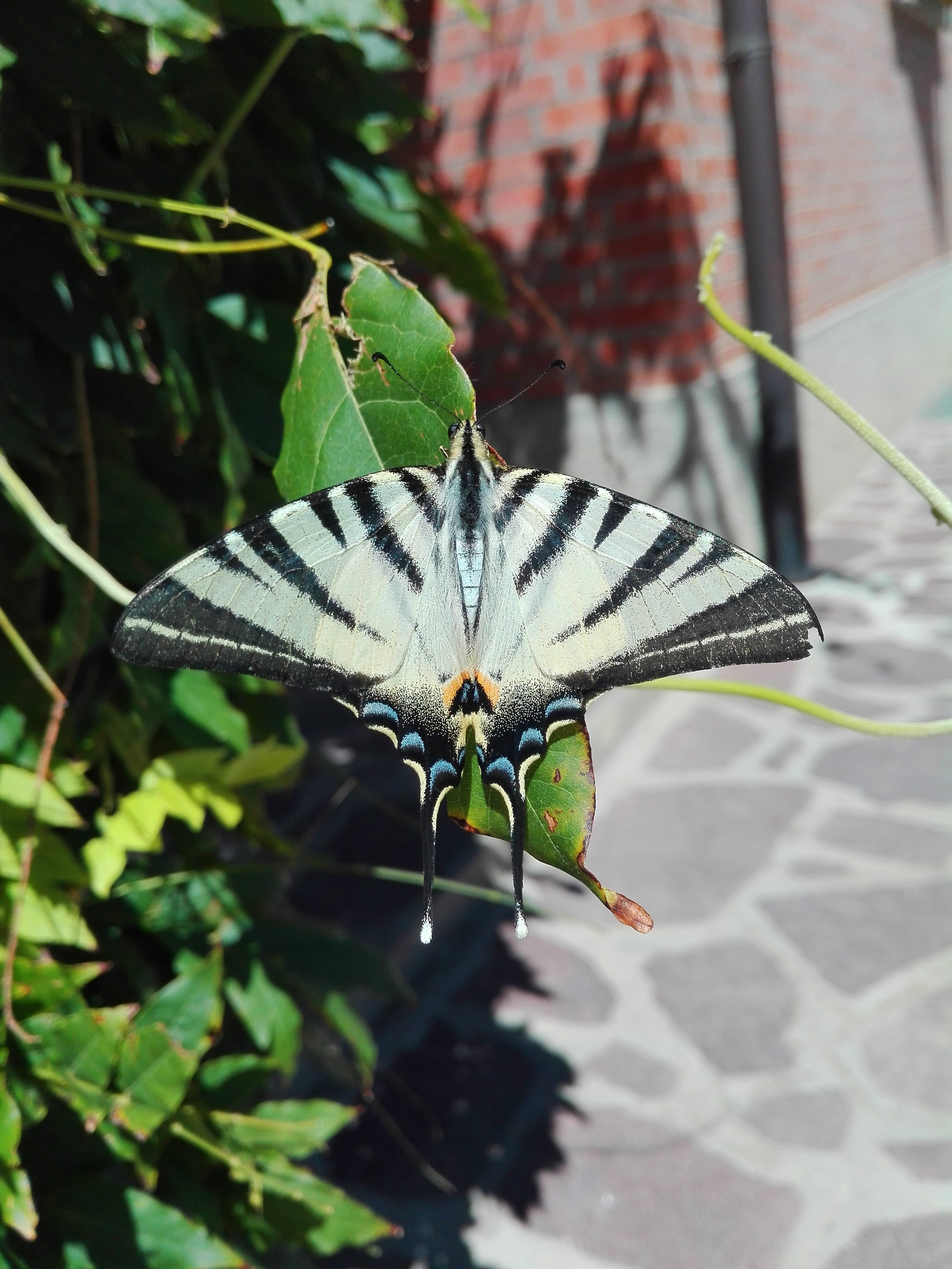 animals, relaxation, outdoors, Moth, plant part, fly, one animal, summer, plant, dom, invertebrate, animal themes, leaf, zebra, beauty in nature, animals in the wild, Phone HD Wallpaper