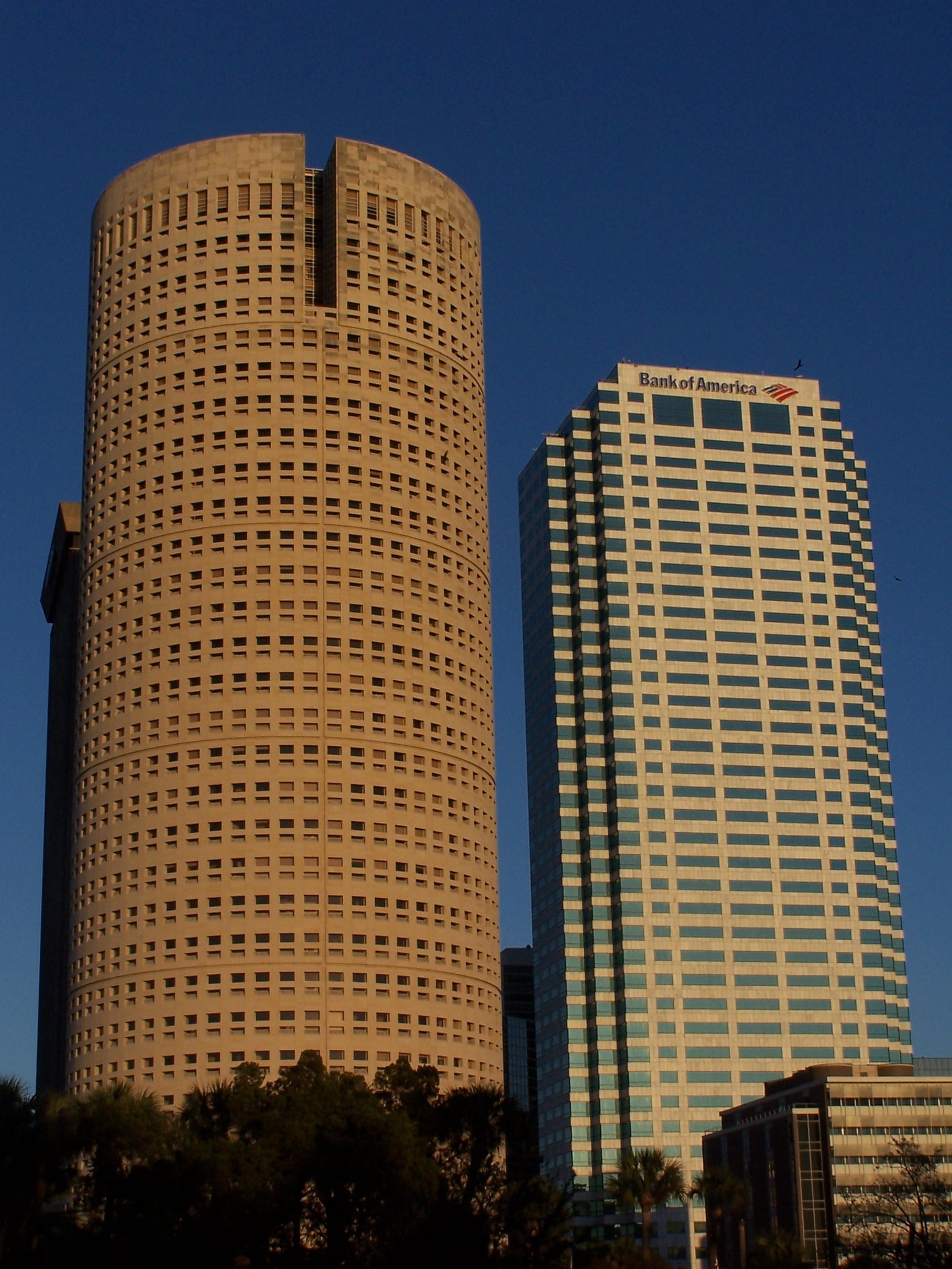 tall - high, low angle view, architecture, clear sky, day, skyscrapers, office building exterior, buildings, tree, sunlight, tampa, outdoors, tower, blue, Phone HD Wallpaper