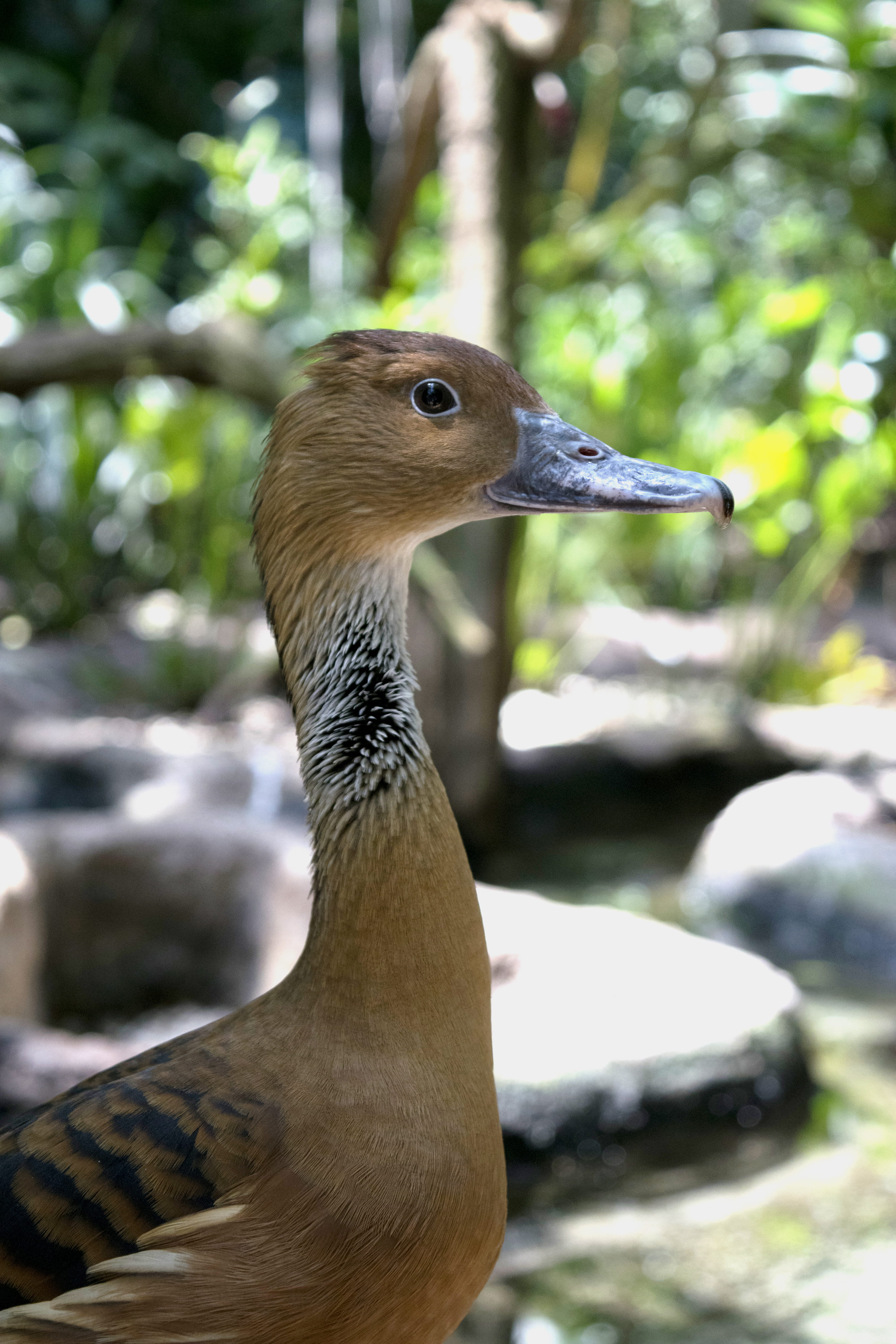 nature, no people, vertebrate, animals in the wild, goose, beak, focus on foreground, one animal, looking, 5K, water bird, animal themes, close-up, forest, Phone HD Wallpaper