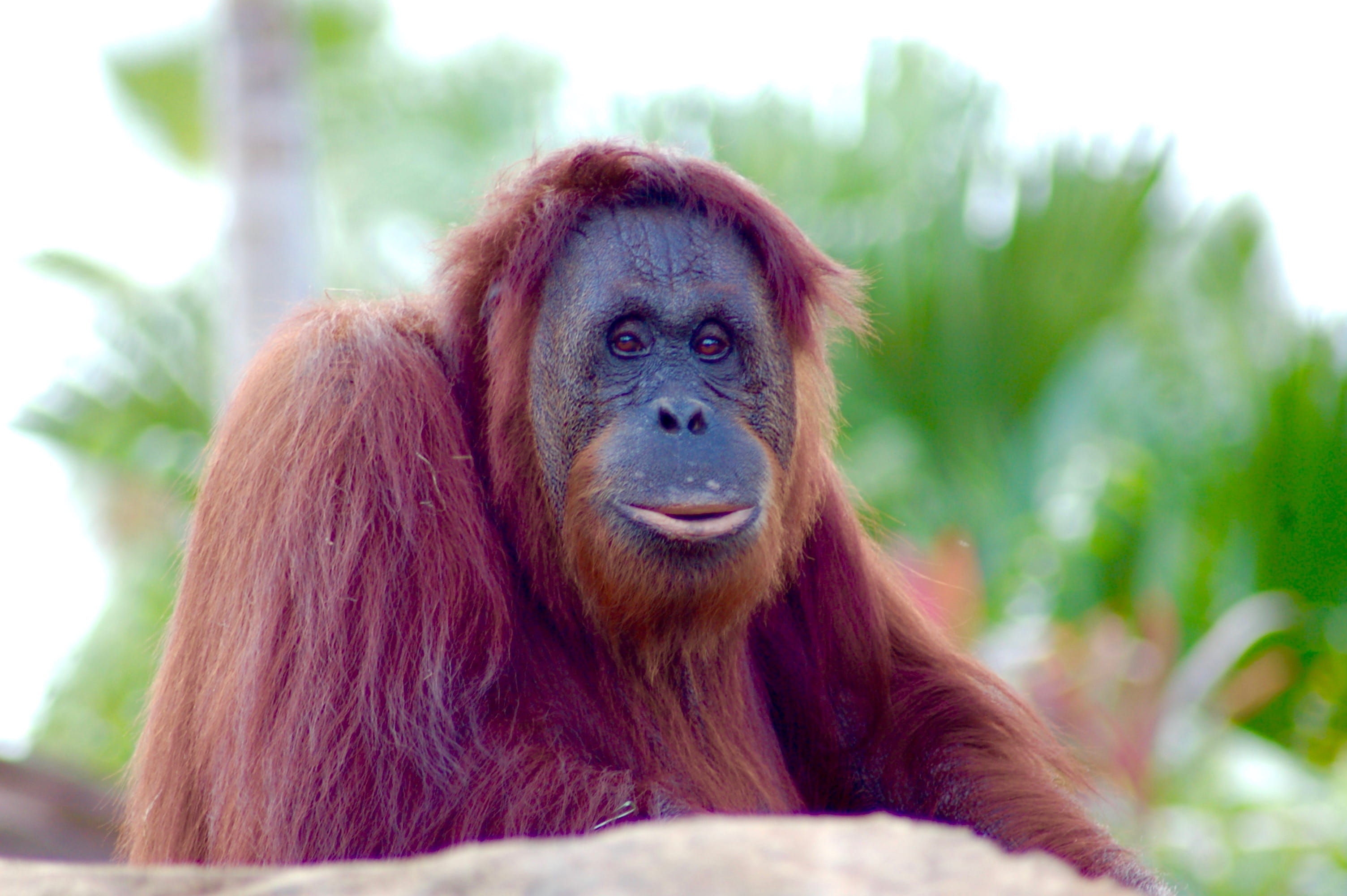 focus on foreground, animals in the wild, monkey, portrait, ape, nature, close-up, no people, united states, animal head, wildlife, tampa, day, looking, HD Wallpaper