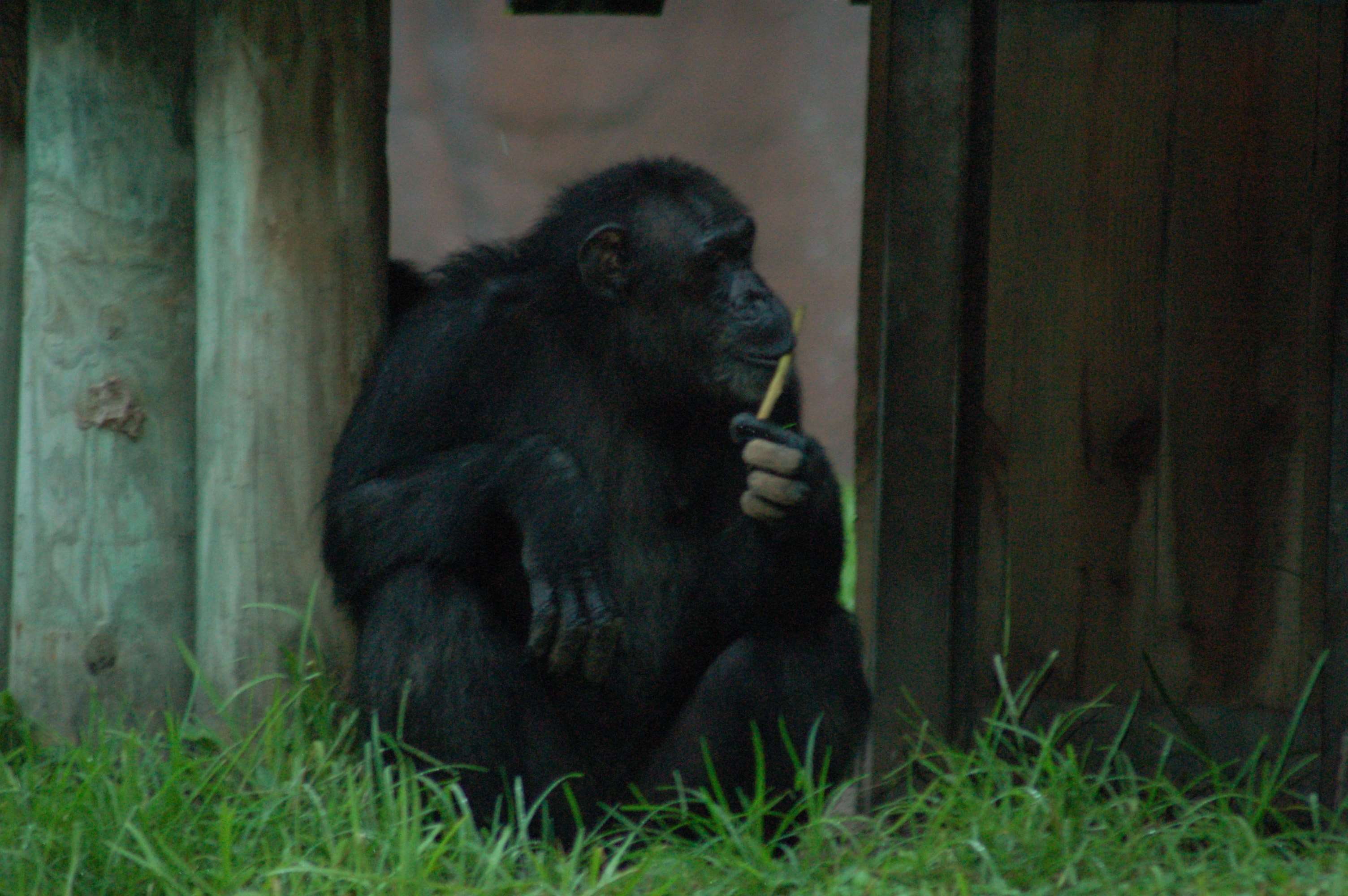 plant, primate, animals in the wild, chimpanzee, one animal, day, sitting, grass, vertebrate, mammal, busch gardens tampa, 2K, relaxation, people, eating, HD Wallpaper
