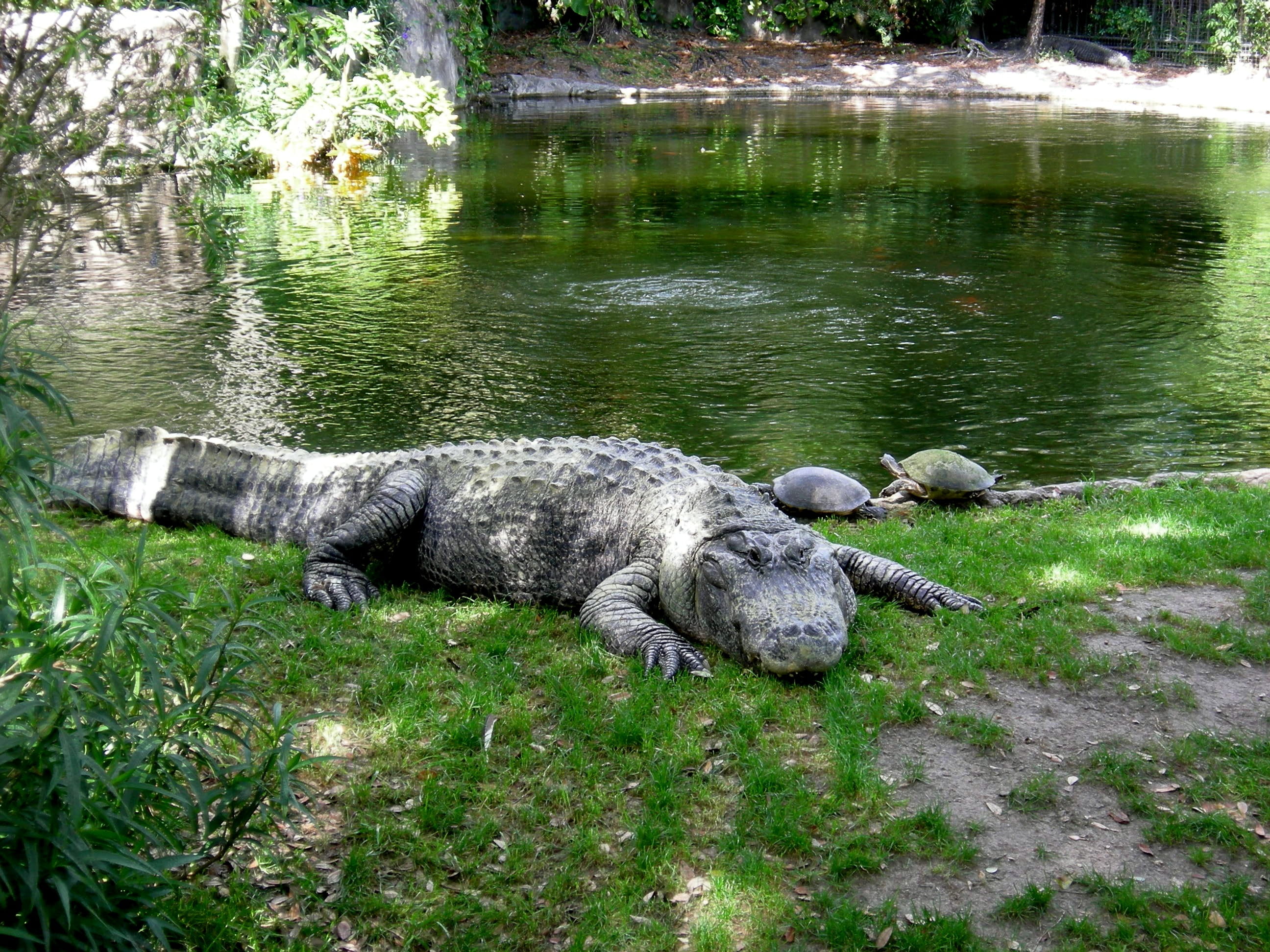 outdoors, Busch Gardens, green color, one animal, high angle view, animals in the wild, animal themes, water, relaxation, Zoo, day, nature, gator, plant, HD Wallpaper