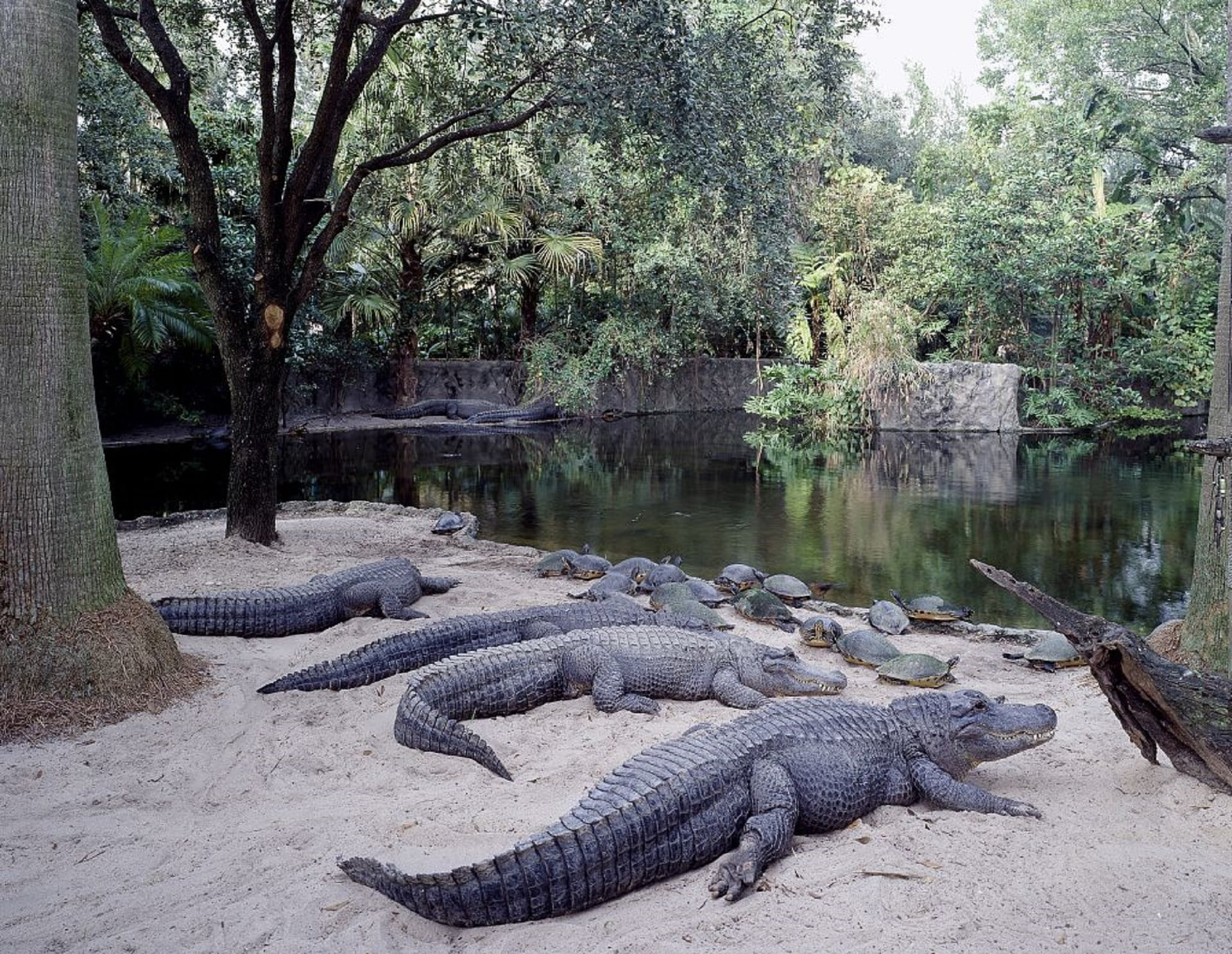 outdoors, 1080P, tampa, day, water, no people, wildlife, nature, animal themes, busch gardens, vertebrate, alligators, sign, lake, resting, tree, animal wildlife, HD Wallpaper