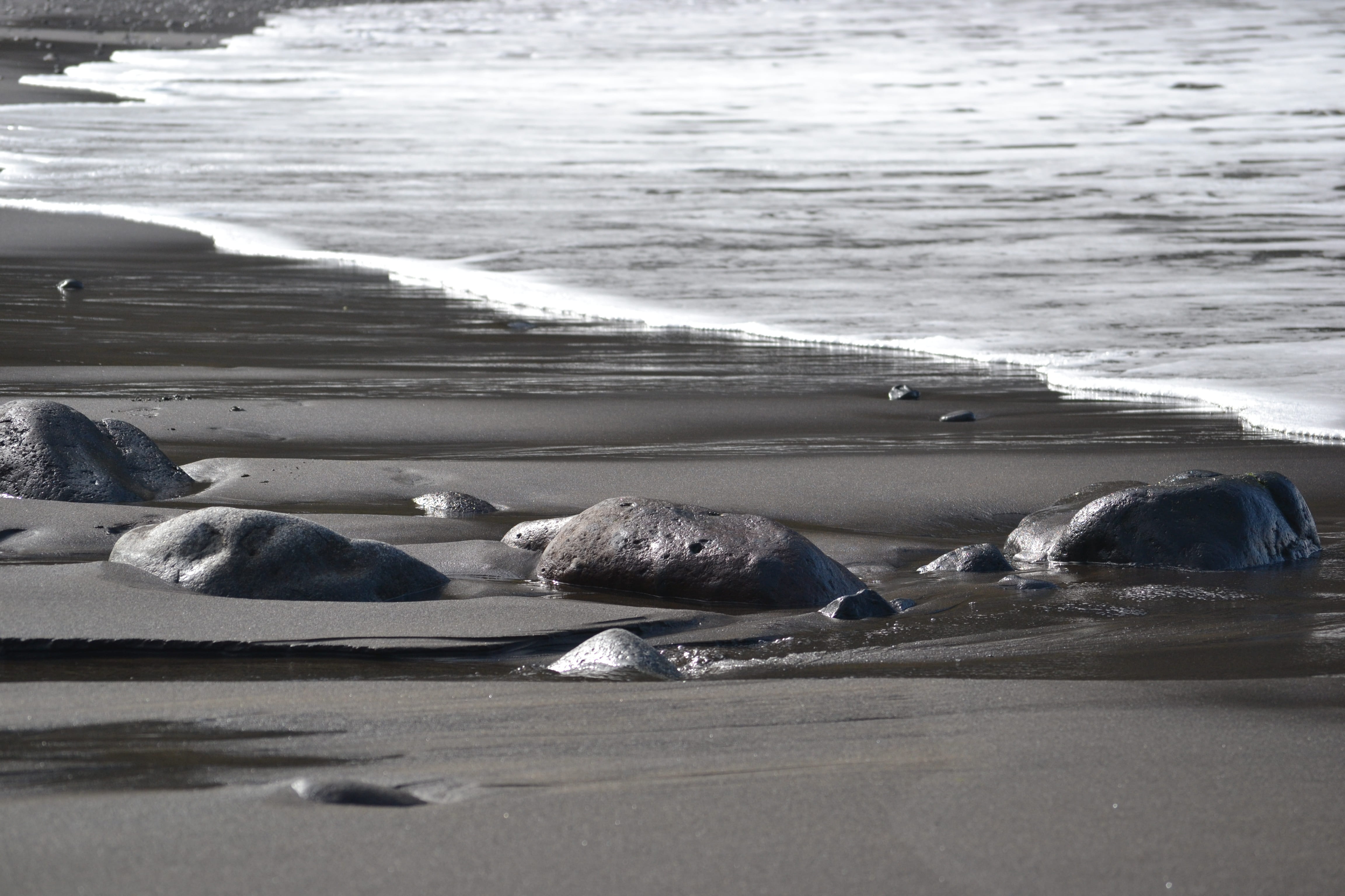 land, water, day, group of animals, no people, madeira, vacations, animal themes, wave, atlantic, nature, animals in the wild, beach, black, relaxation, HD Wallpaper
