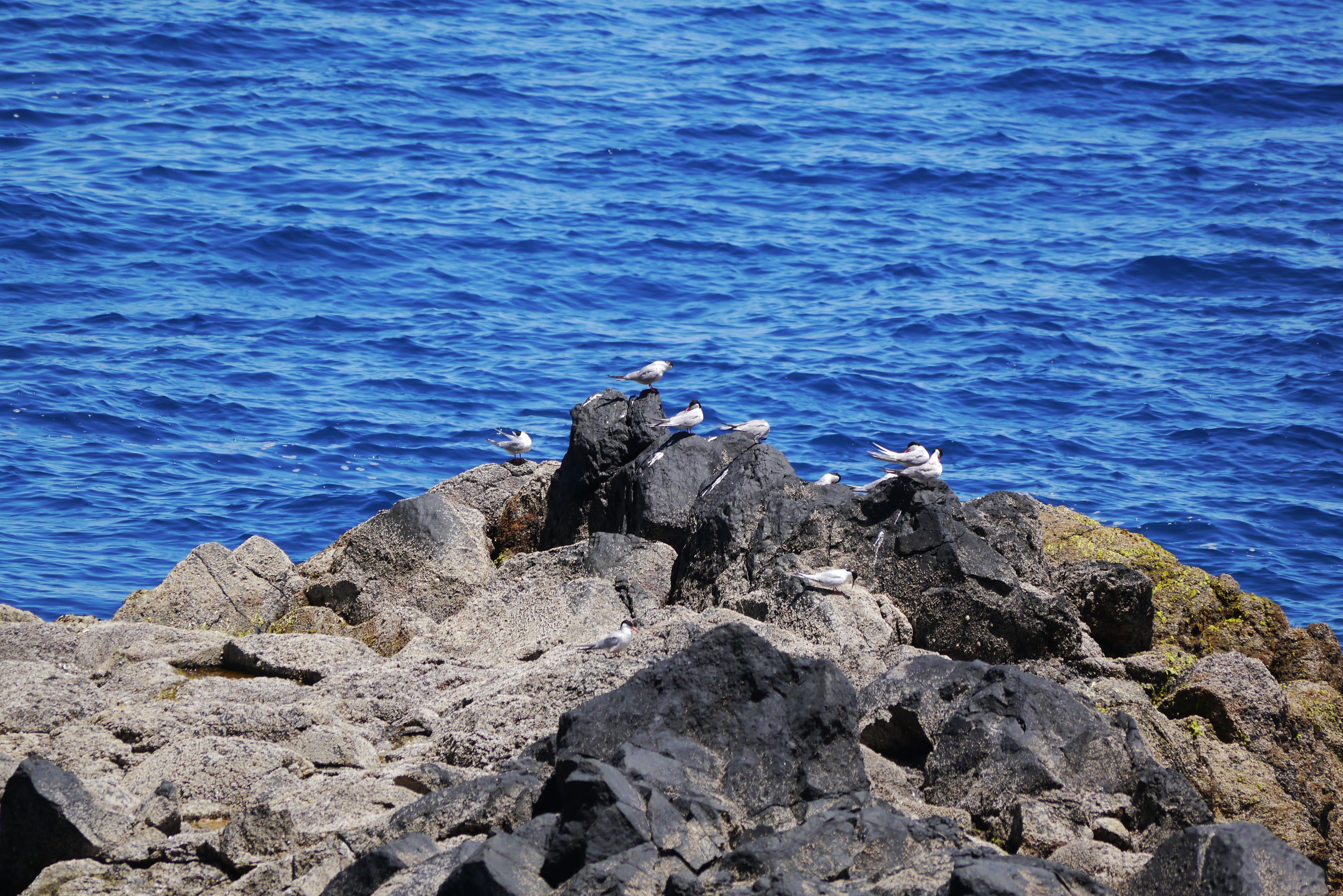 bird, island, animals in the wild, no people, waterfowl, seagulls, animal wildlife, outdoors, group of animals, rocky coastline, rock - object, birds, madeira, HD Wallpaper