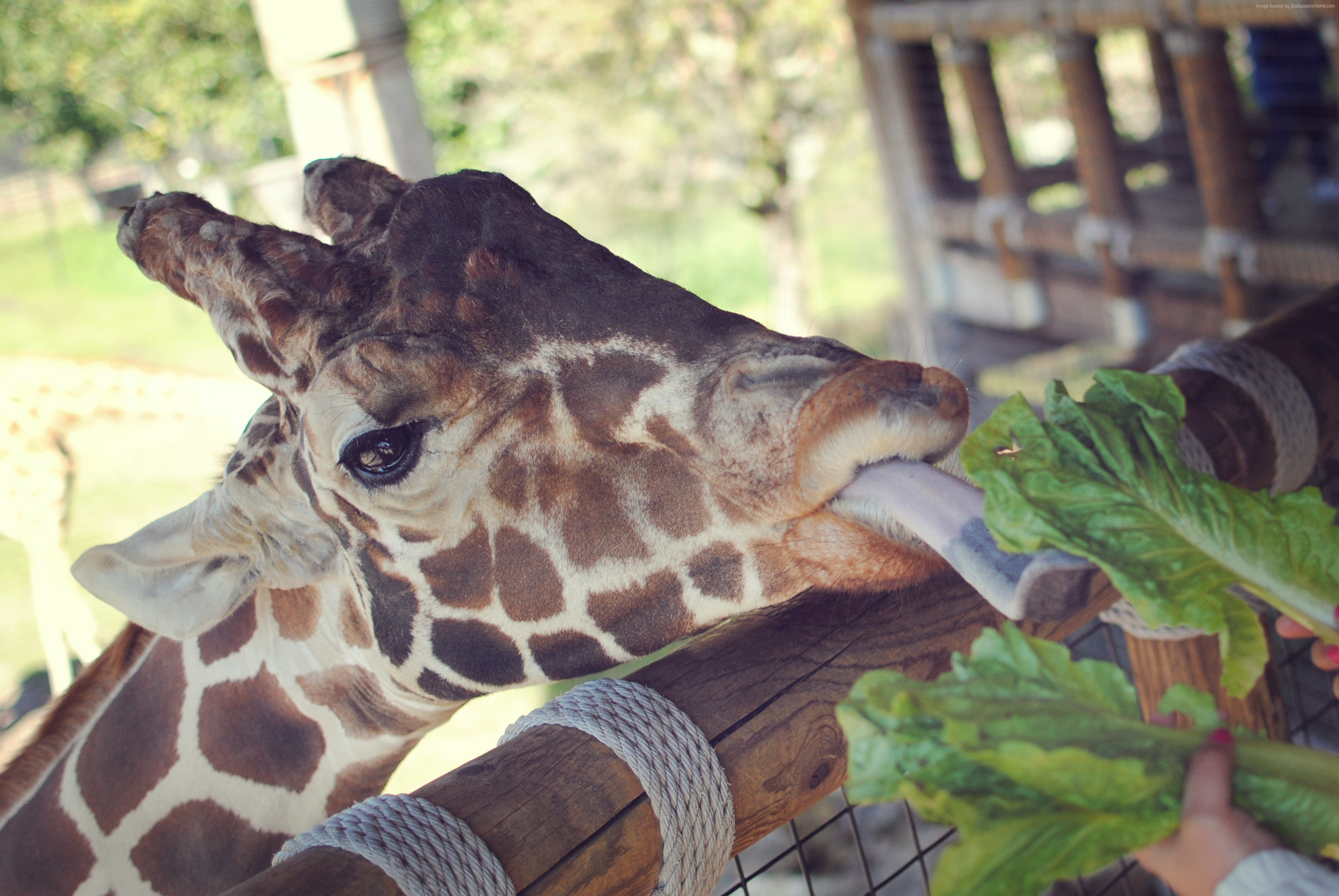 4K, Giraffe, nature, animal, tourism, close-up, Jacksonville Zoo, HD Wallpaper