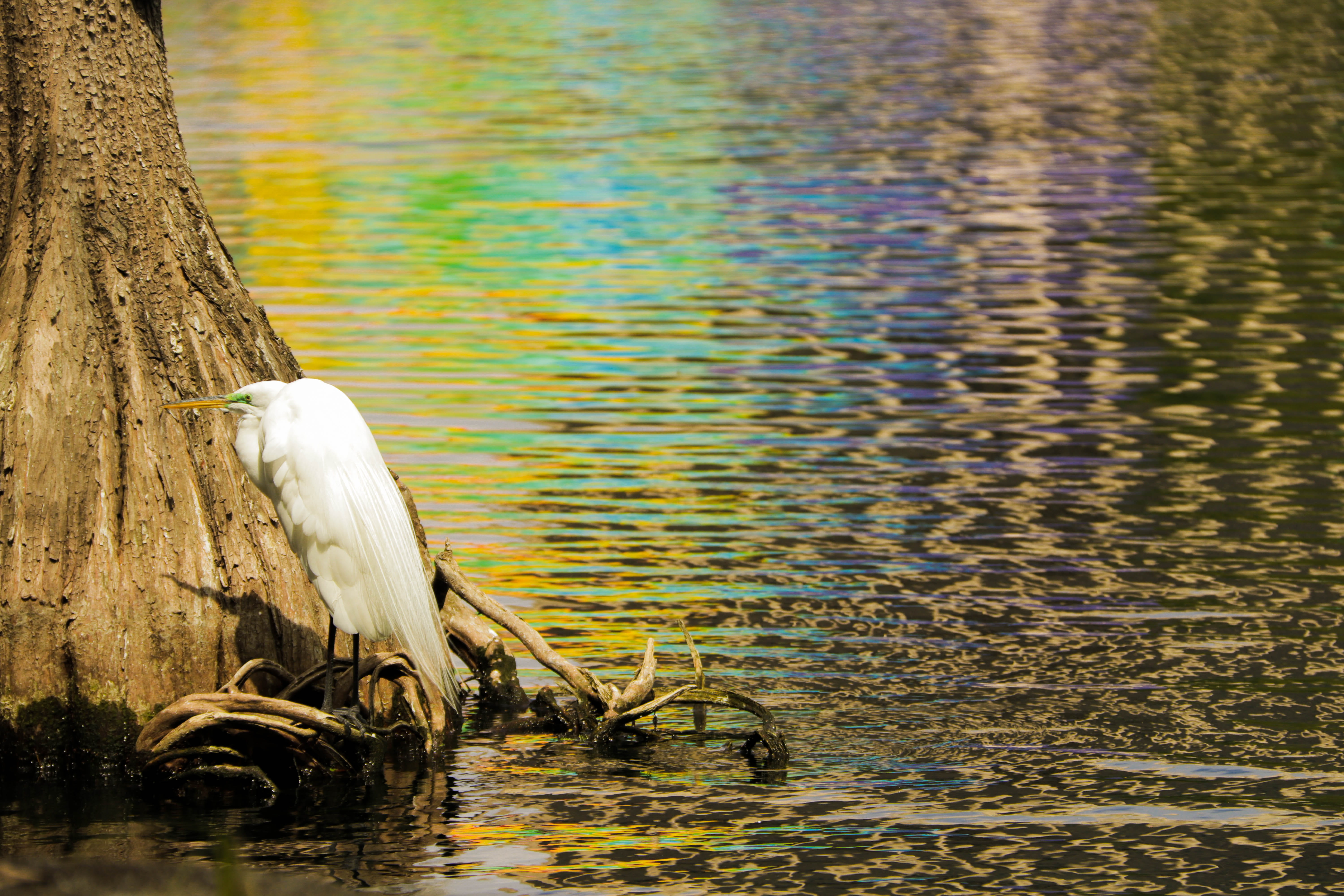 animal themes, focus on foreground, animal wildlife, eola, trunk, outdoors, wooden post, tree trunk, water, day, wood - material, plant, reflection, rainbow, HD Wallpaper