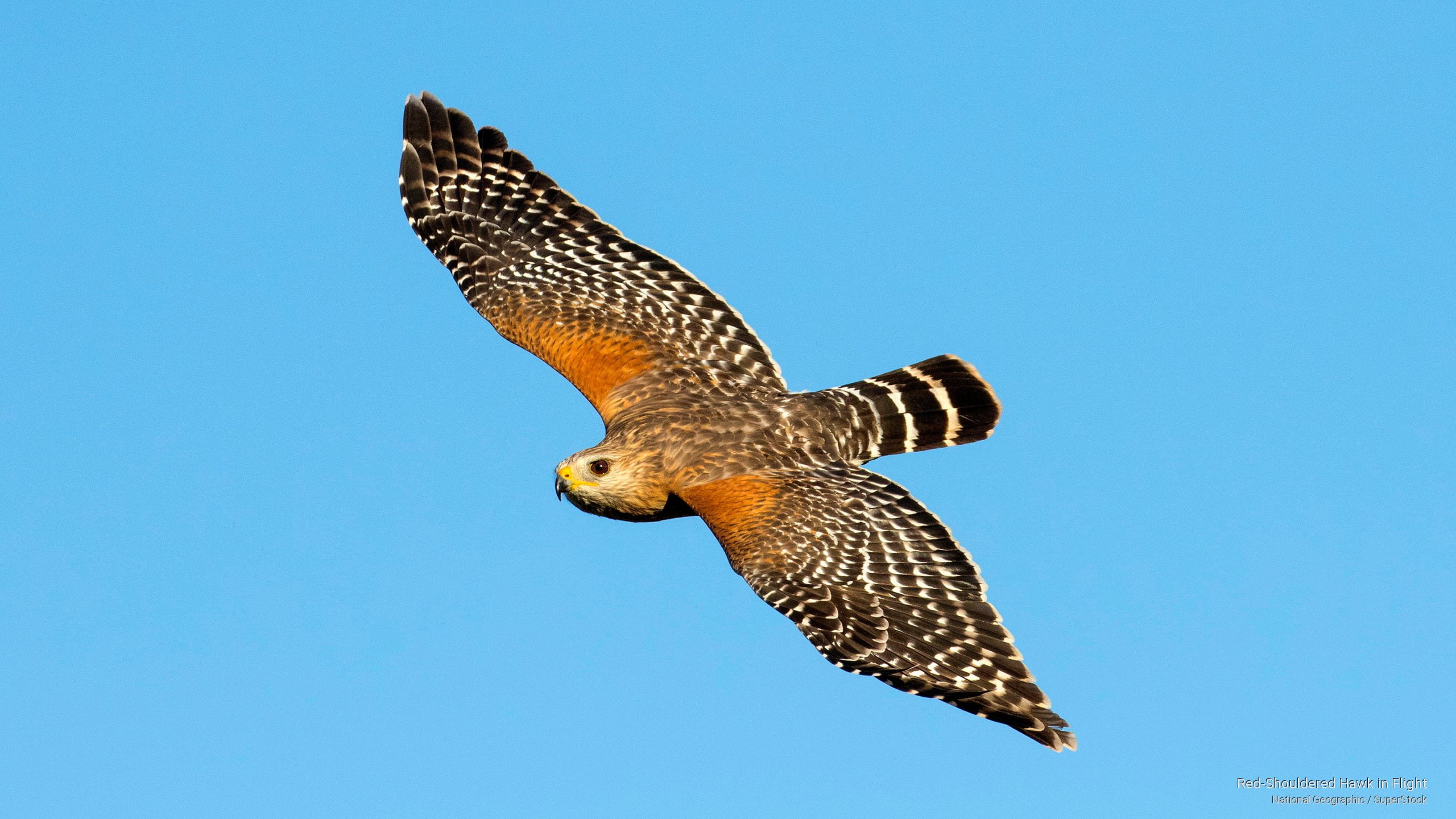 Birds, 2K, hawk, red, flight, shouldered, HD Wallpaper