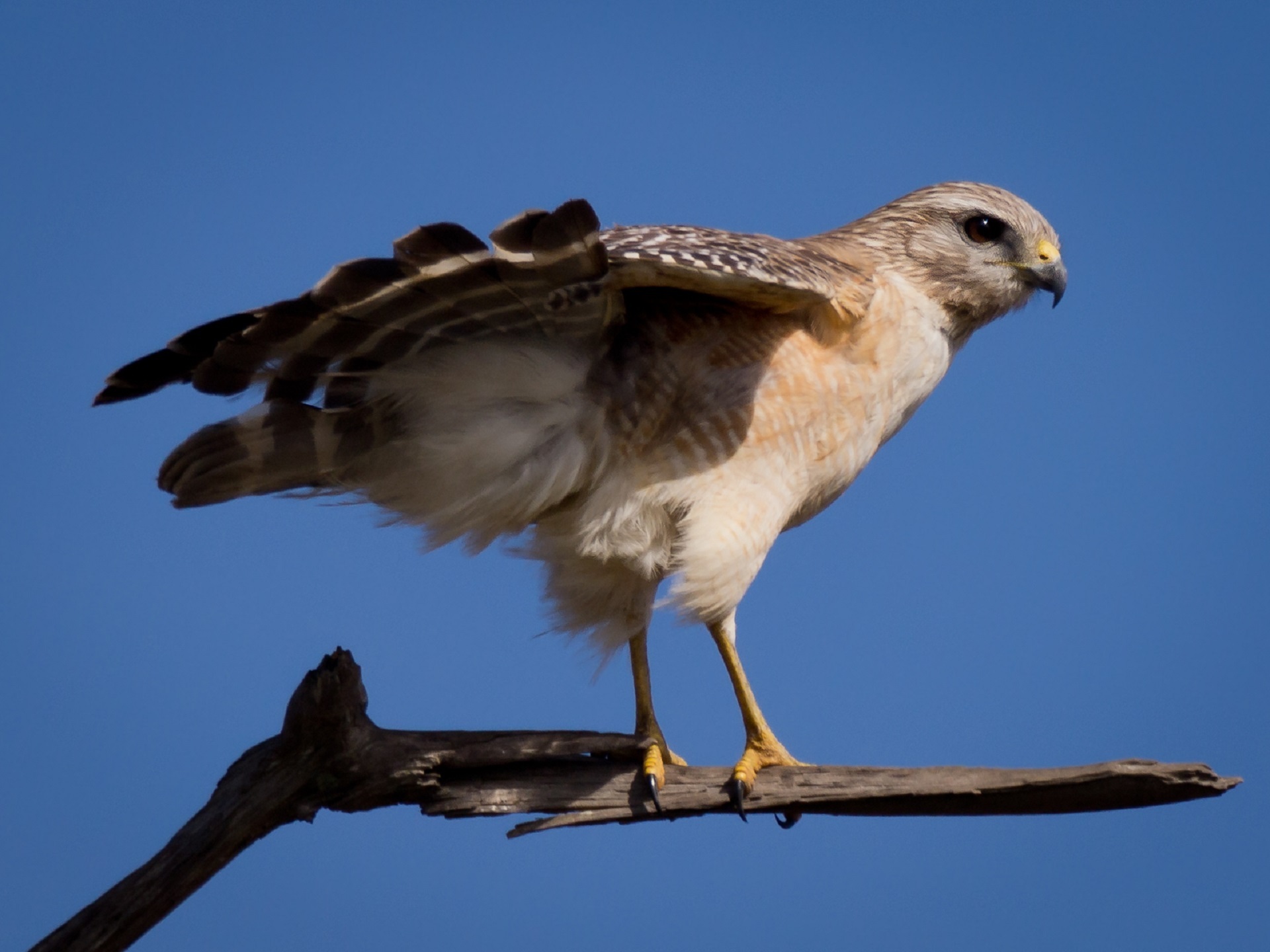 talon, predator, animal themes, branch, low angle view, outdoors, no people, profile view, animals in the wild, bird, full length, spread wings, one animal, HD Wallpaper