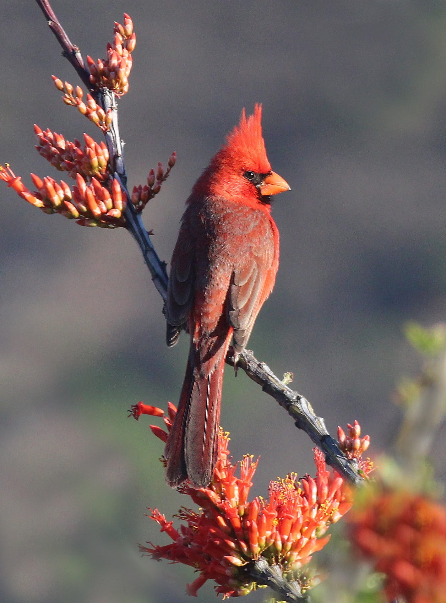 red, animals In The Wild, beauty In Nature, photography, beak, tree, cardinal - bird, animal, perching, northern, animal wildlife, nature, focus, songbird, Phone HD Wallpaper