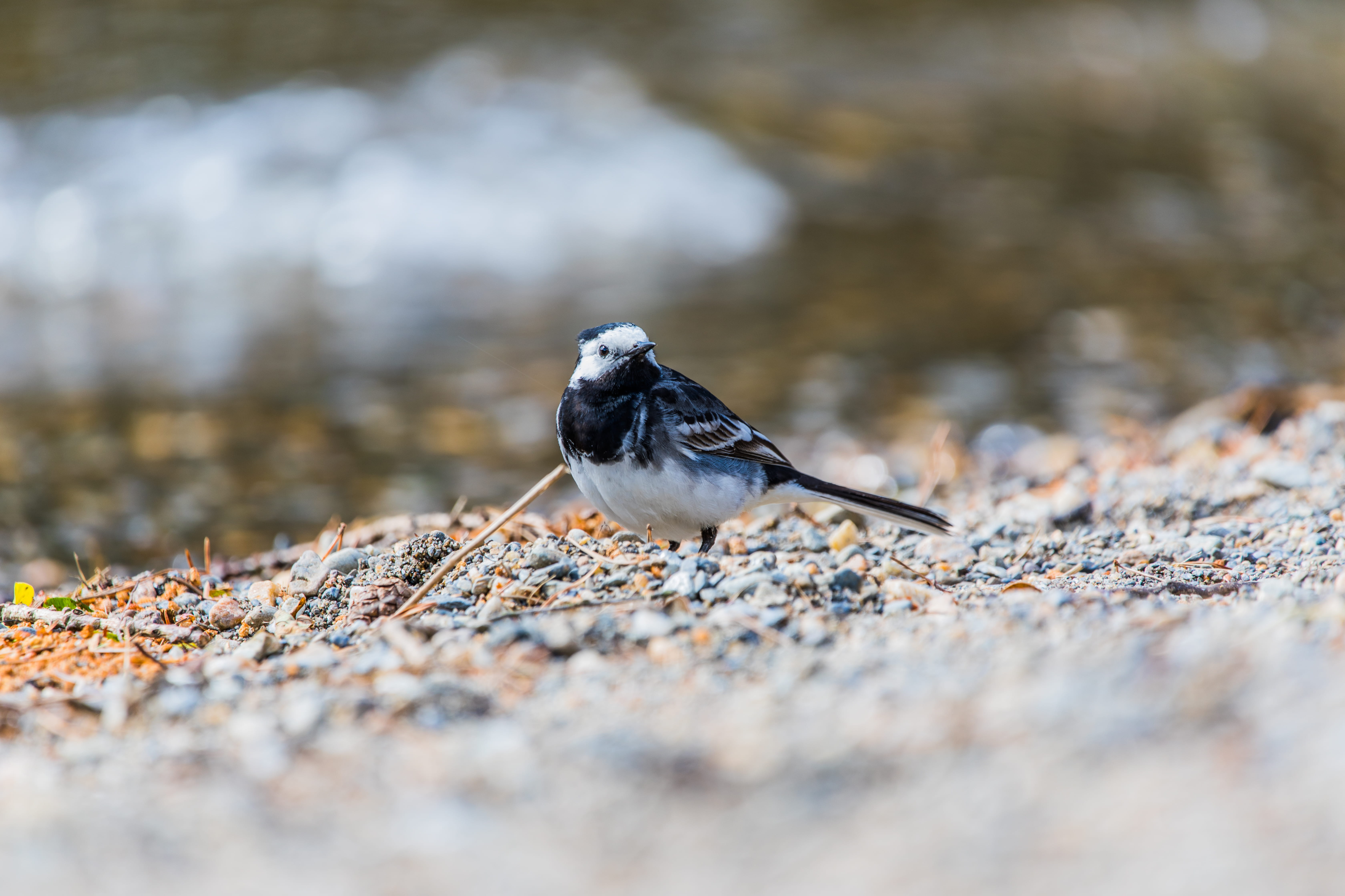 land, beach, covered, one animal, beak, water, vertebrate, pebble, blue and white, bird, animal, selective, stone, wildlife, nature, solid, photography, HD Wallpaper