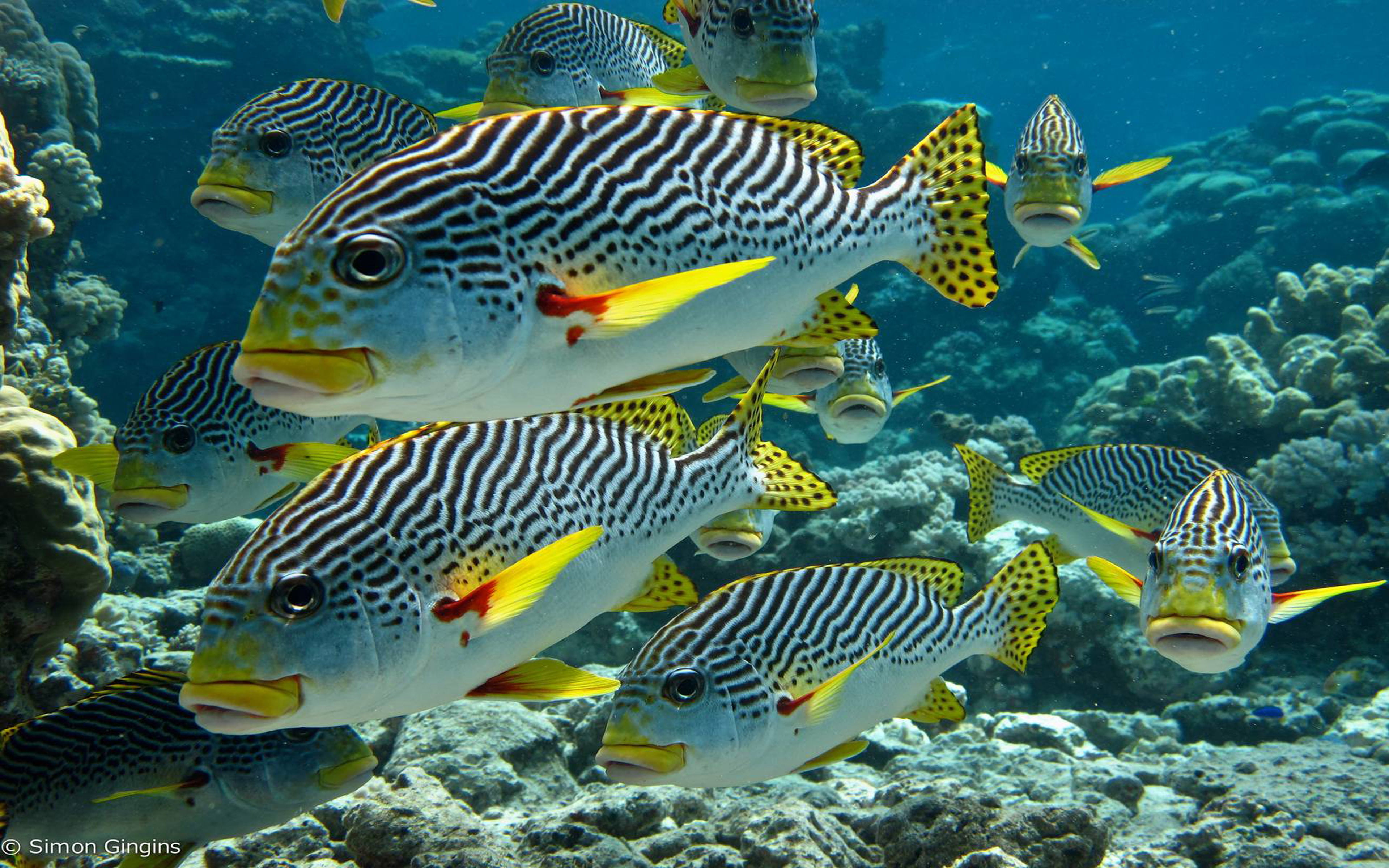diagonal, vertebrate, undersea, zebra, animal themes, group of animals, sweetlips, reef, coral, fish, animal, 4K, nature, marine, life, sea, plectorhinchus, HD Wallpaper