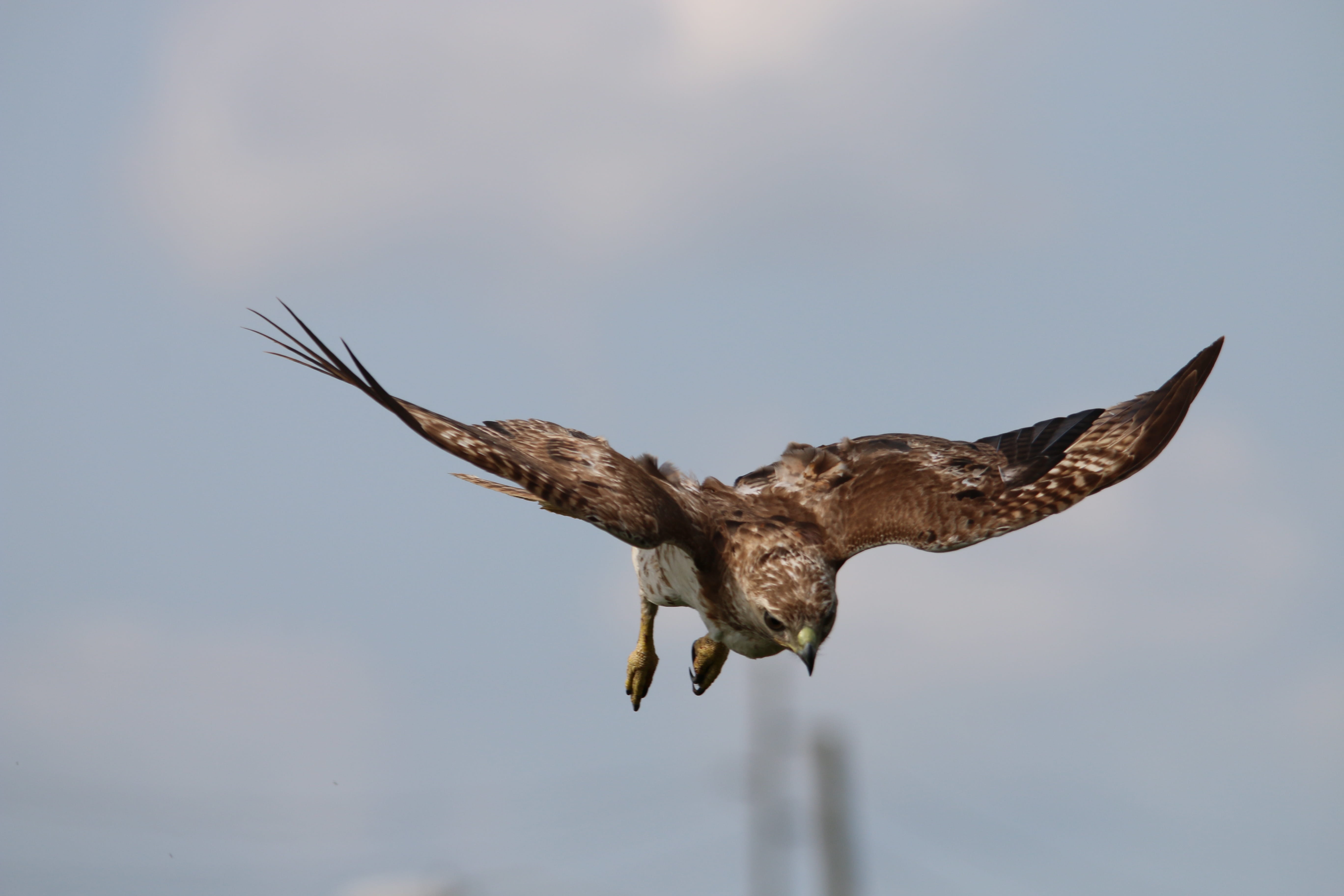 predator, animal themes, hunter, animal wing, nature, natural, chickenhawk, one animal, flight, eagle, day, Red Tail Hawk, animal body part, brown, outdoors, HD Wallpaper