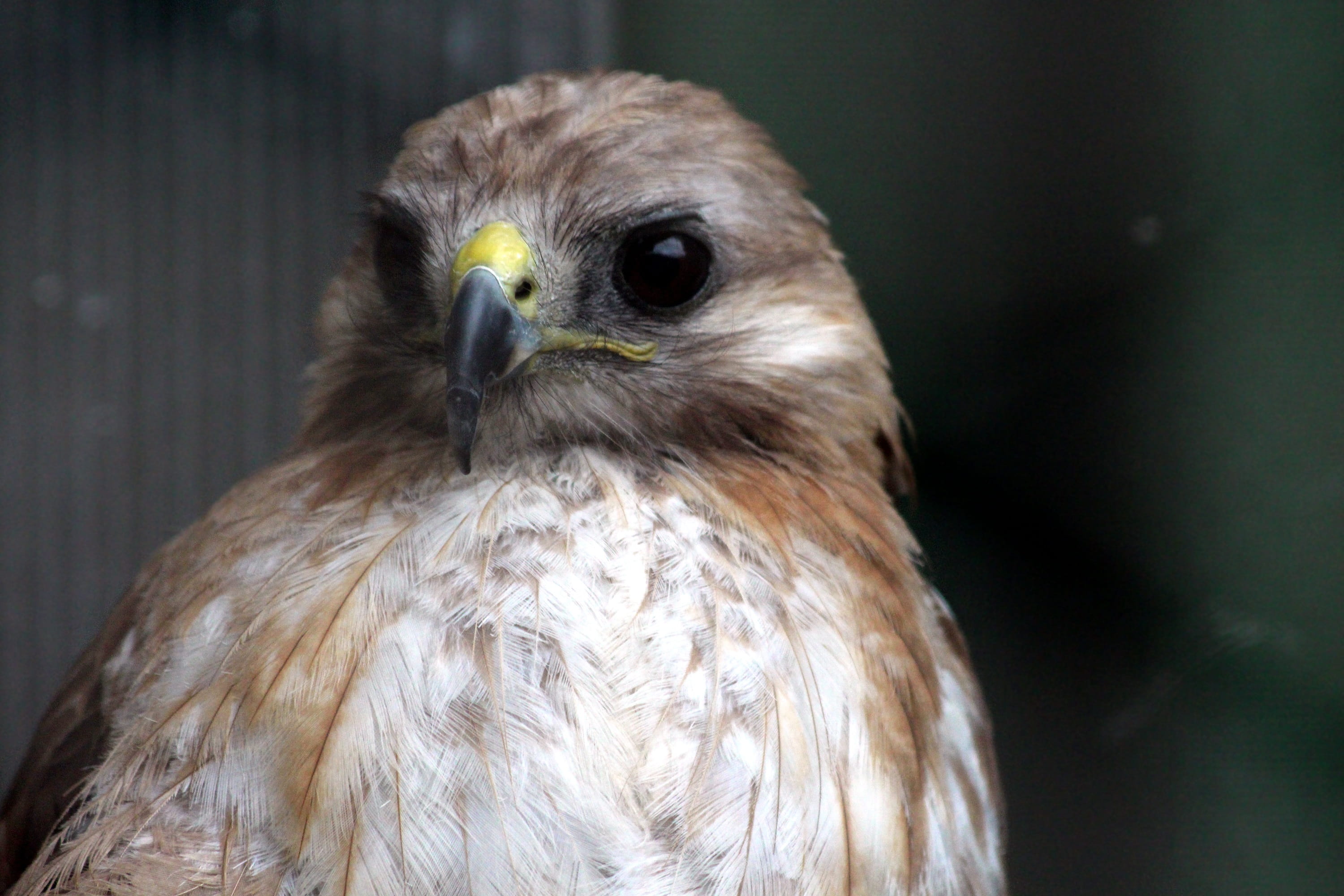 hawk - bird, dark background, animal eye, eye, bird, fauna, buzzard, living nature, animal wildlife, outdoors, animal world, close-up, animals, vertebrate, HD Wallpaper