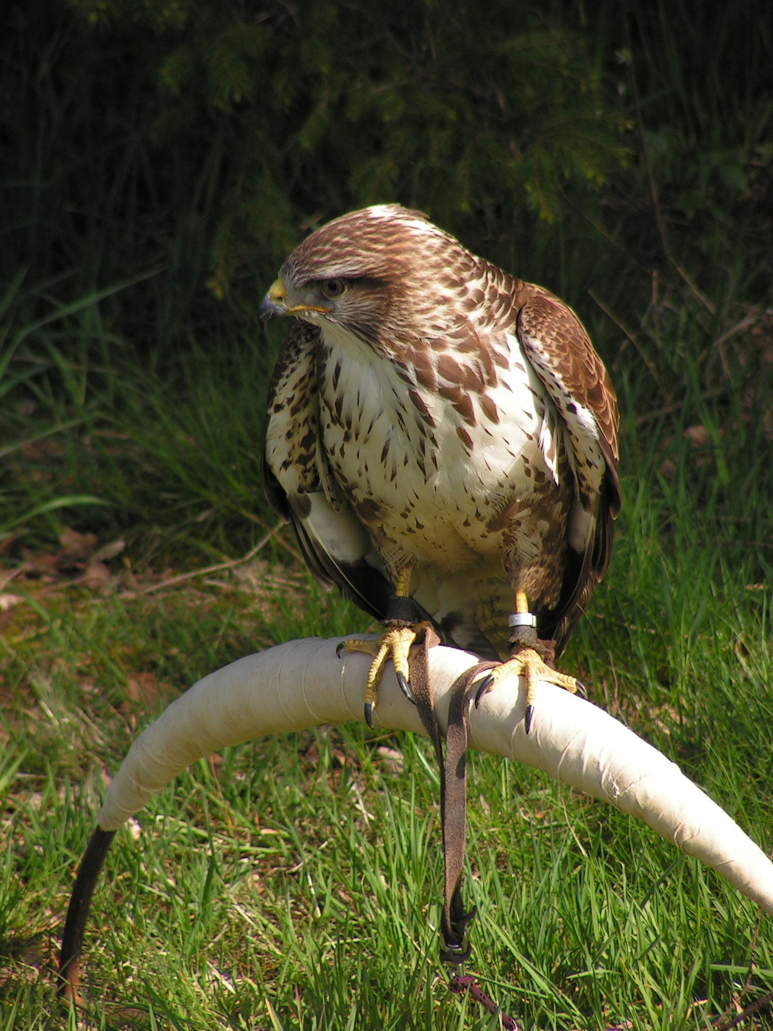 falconry, sitting, no people, one animal, close-up, grass, animal wildlife, buteo buteo, bird, land, outdoors, day, breeding raptors, full length, field, Phone HD Wallpaper