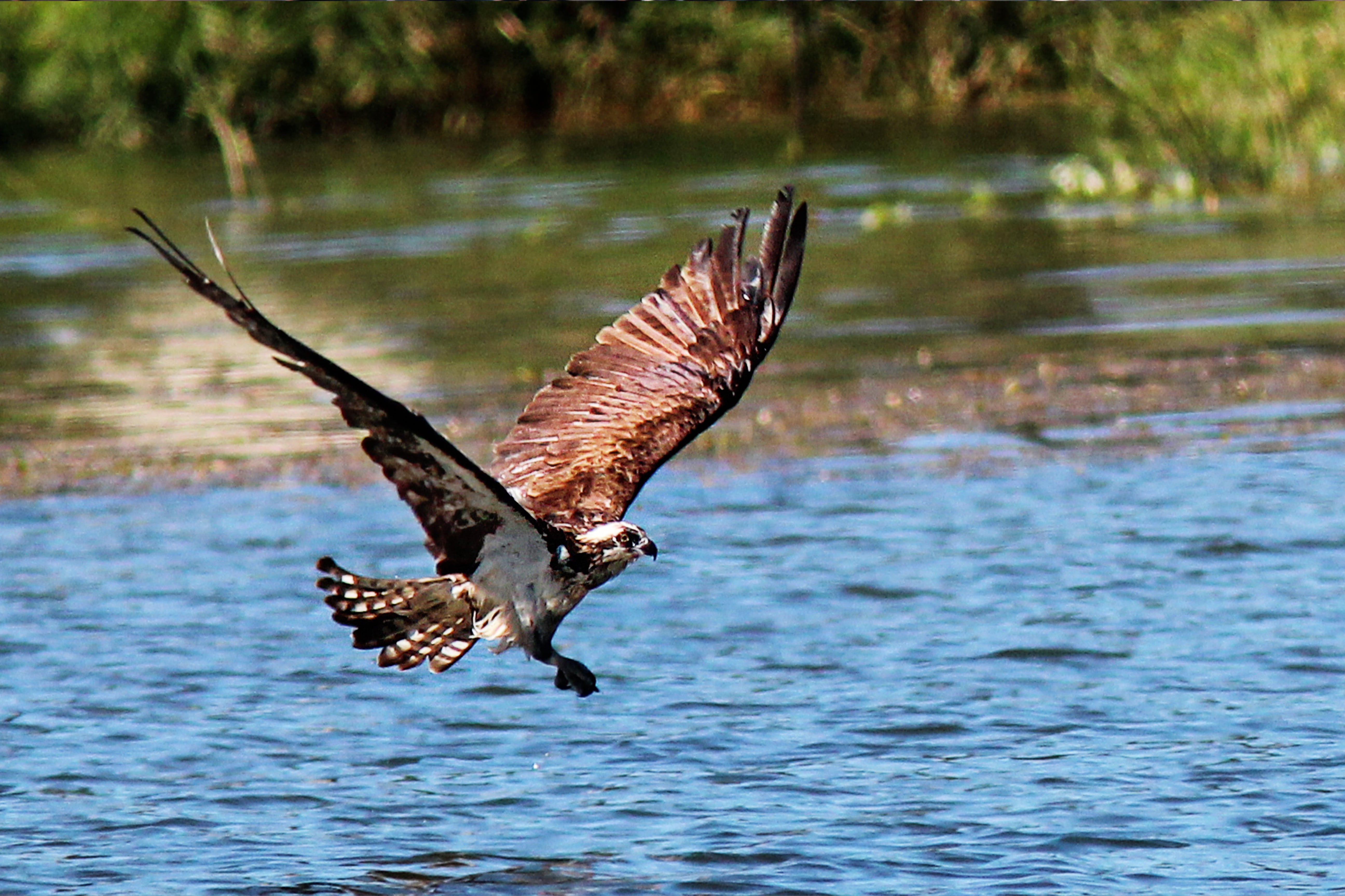 one animal, day, vertebrate, wings, wildlife, no people, animals in the wild, attack, buteo, waterfront, animal, outdoors, nature, mid-air, water, lake, HD Wallpaper