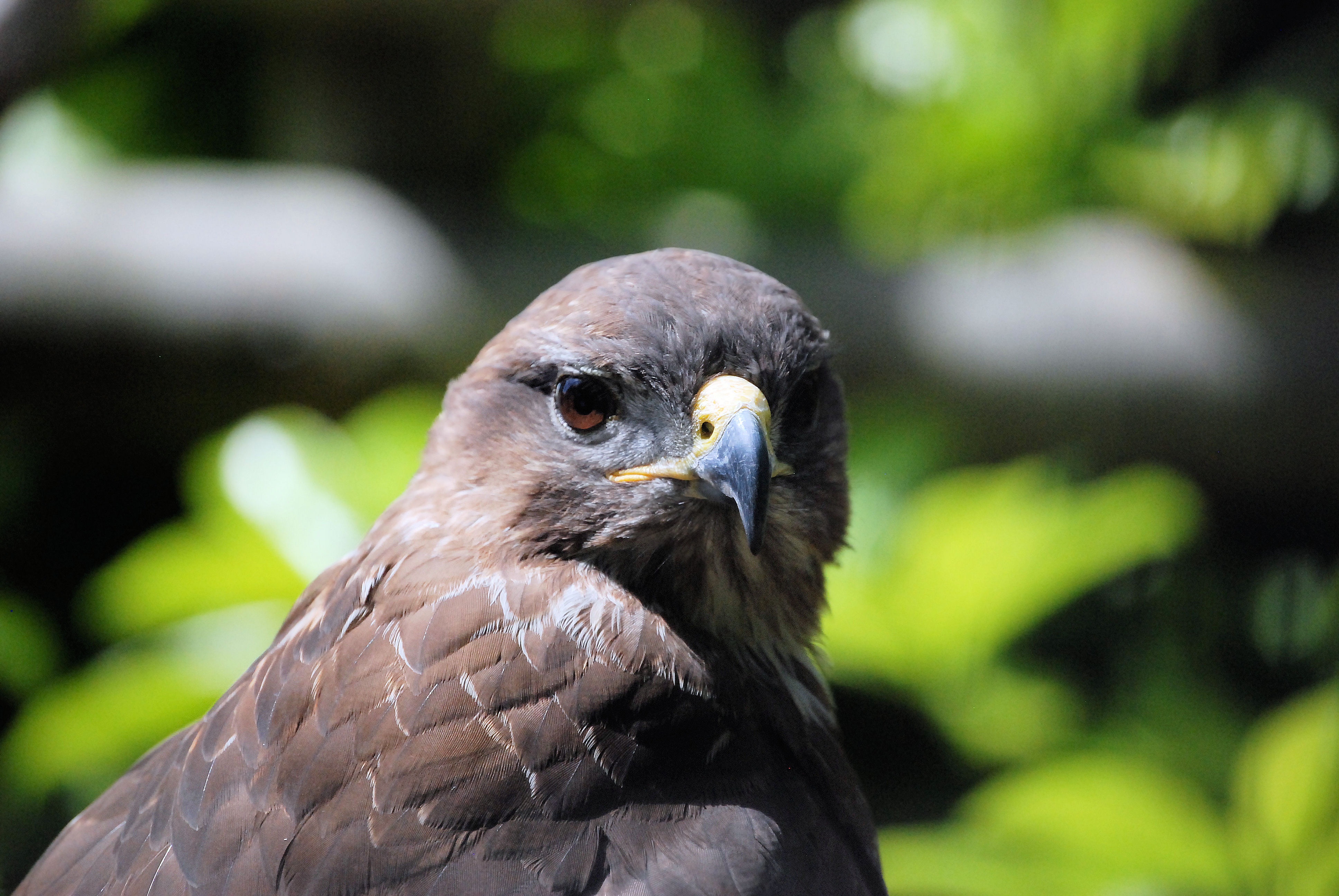 animals in the wild, one animal, bird of prey, 4K, animal, vertebrate, beak, looking away, raptor, eagle - bird, animal head, no people, eagle, close-up, HD Wallpaper