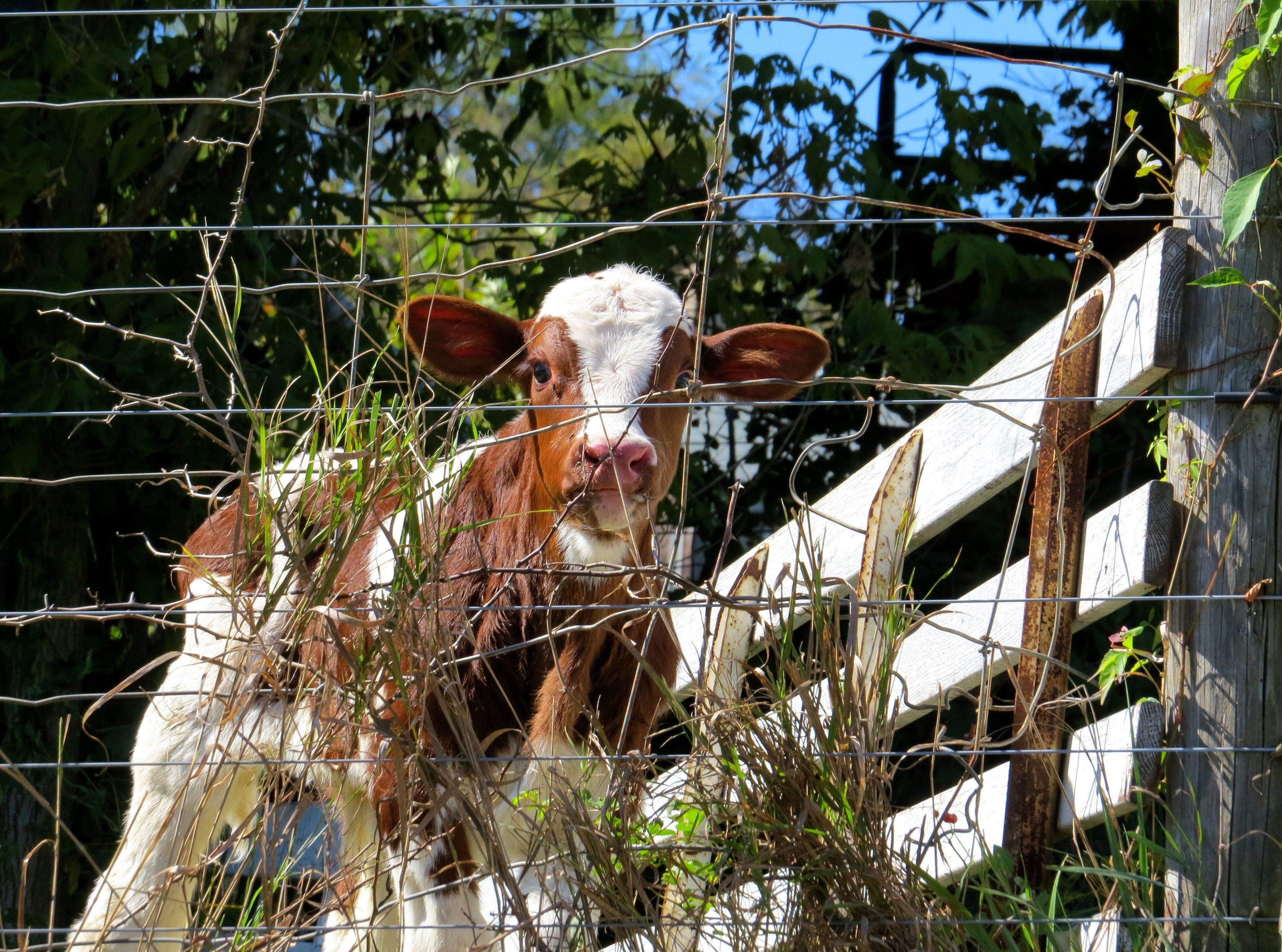 animal, farm, calf, named, fence, nature, 4K, tuesday, HD Wallpaper