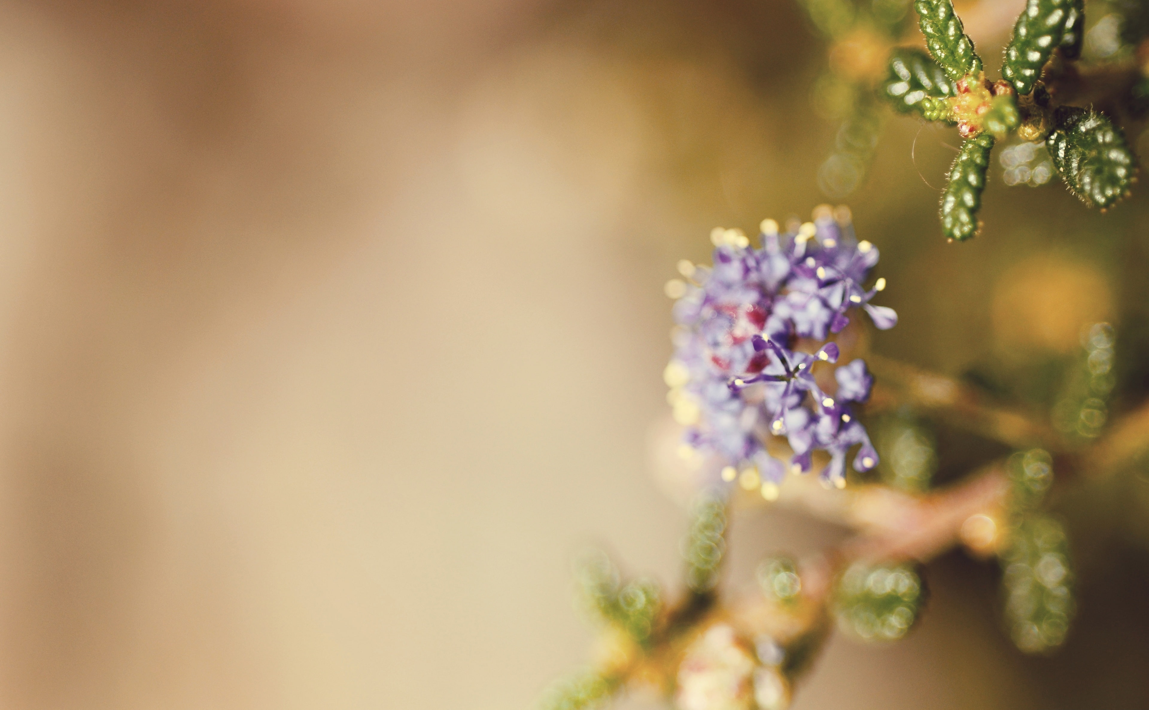 4K, day, outdoors, Aero, purple flowers, bunch of flowers, flower arrangement, inflorescence, no people, selective focus, herb, growth, flower head, freshness, HD Wallpaper