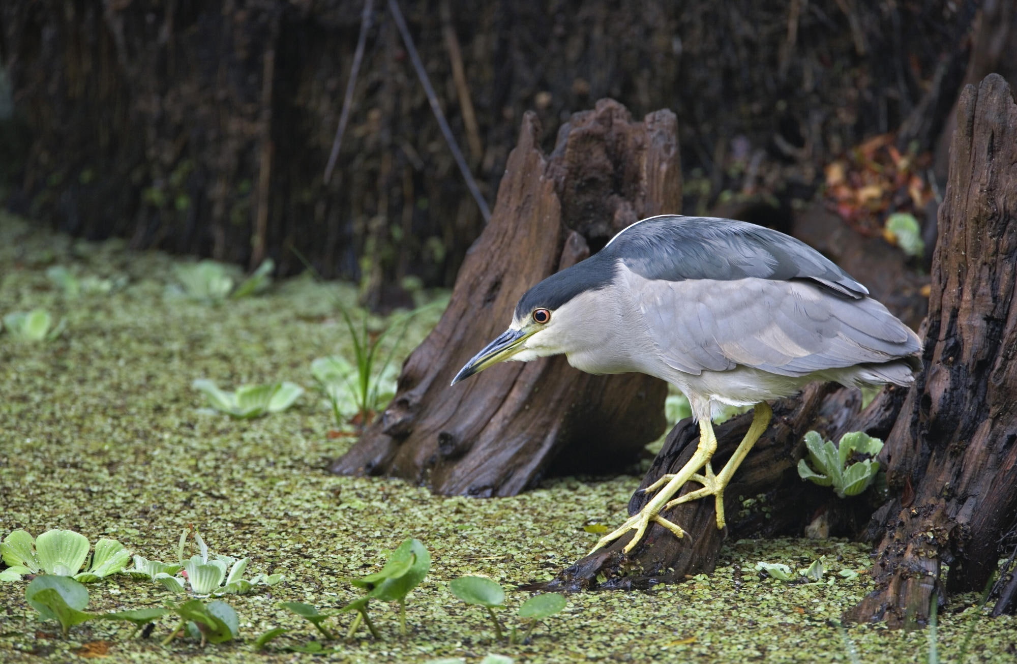 Sanctuary, Fishing, grey, Black, 1080P, nature, plant, Animals, one animal, Night, animals in the wild, no people, day, land, Birds, bird, beak, Florida, HD Wallpaper