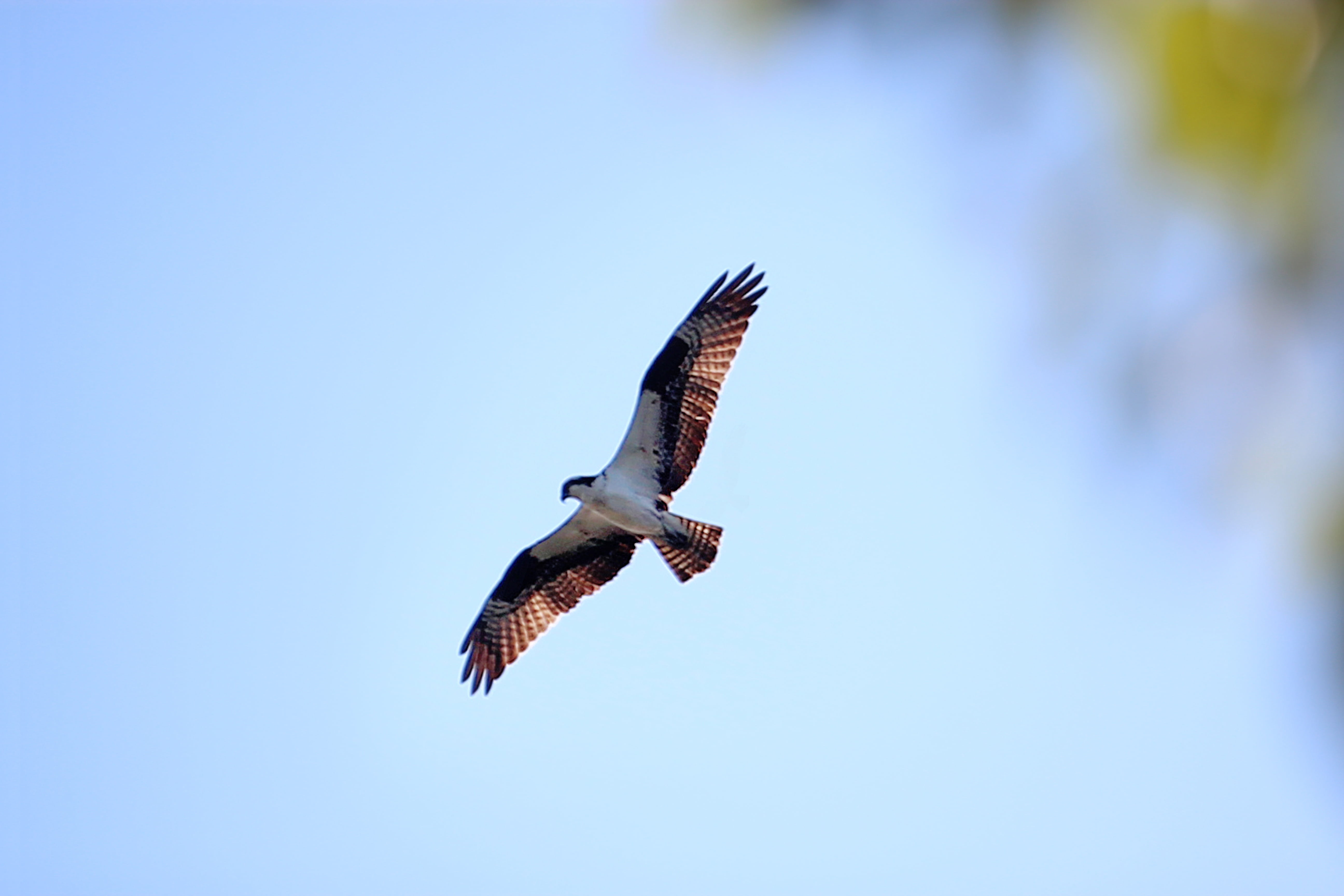 animal wildlife, motion, spread wings, buteo, nature, falcon - bird, raptor, eagle, animal themes, day, 5K, sky, outdoors, animal, mid-air, one animal, HD Wallpaper