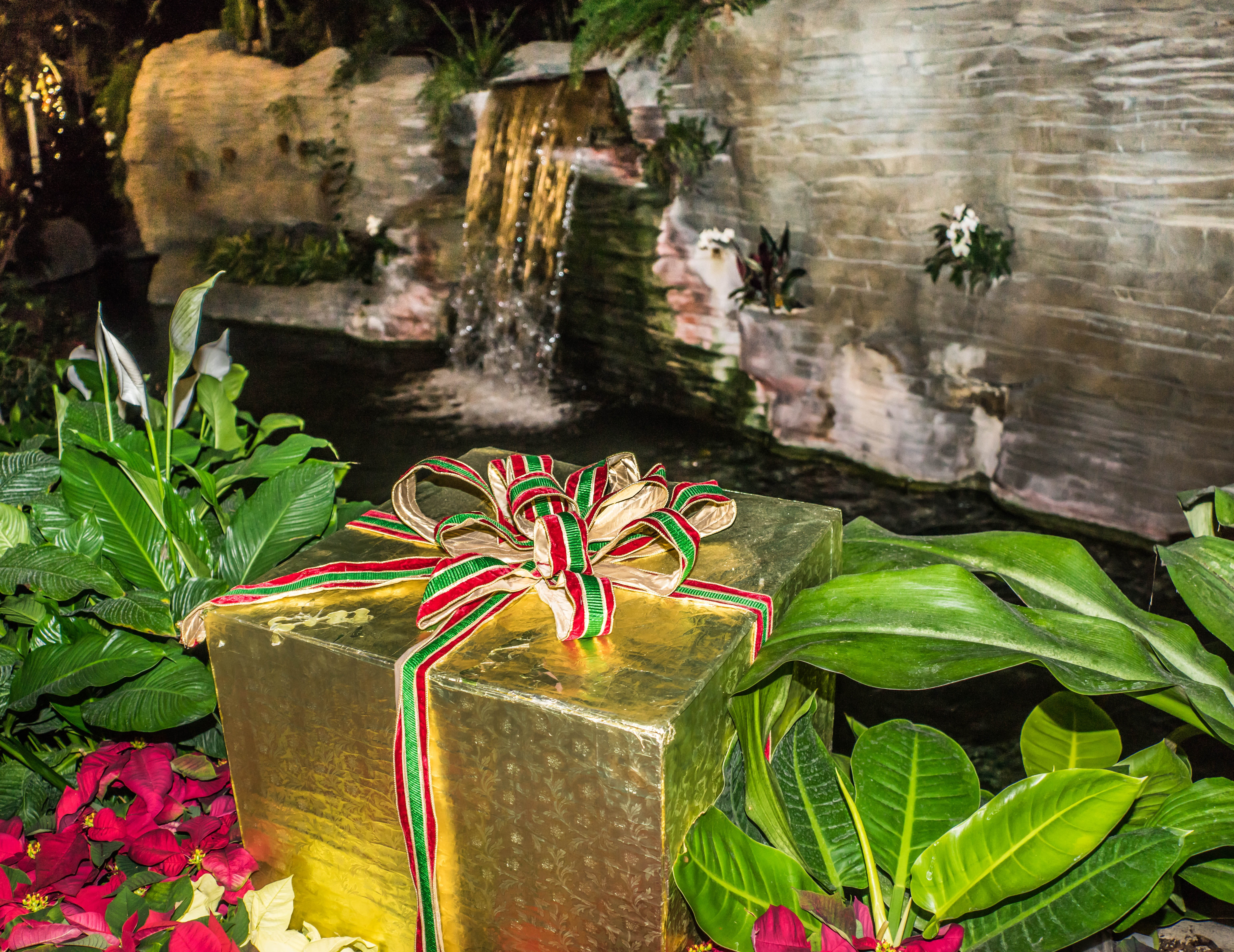 nature, wood - material, no people, gift, present, box, animal, Waterfall, animals in the wild, decoration, poinsettia, flowering plant, flowers, poinsetta, HD Wallpaper