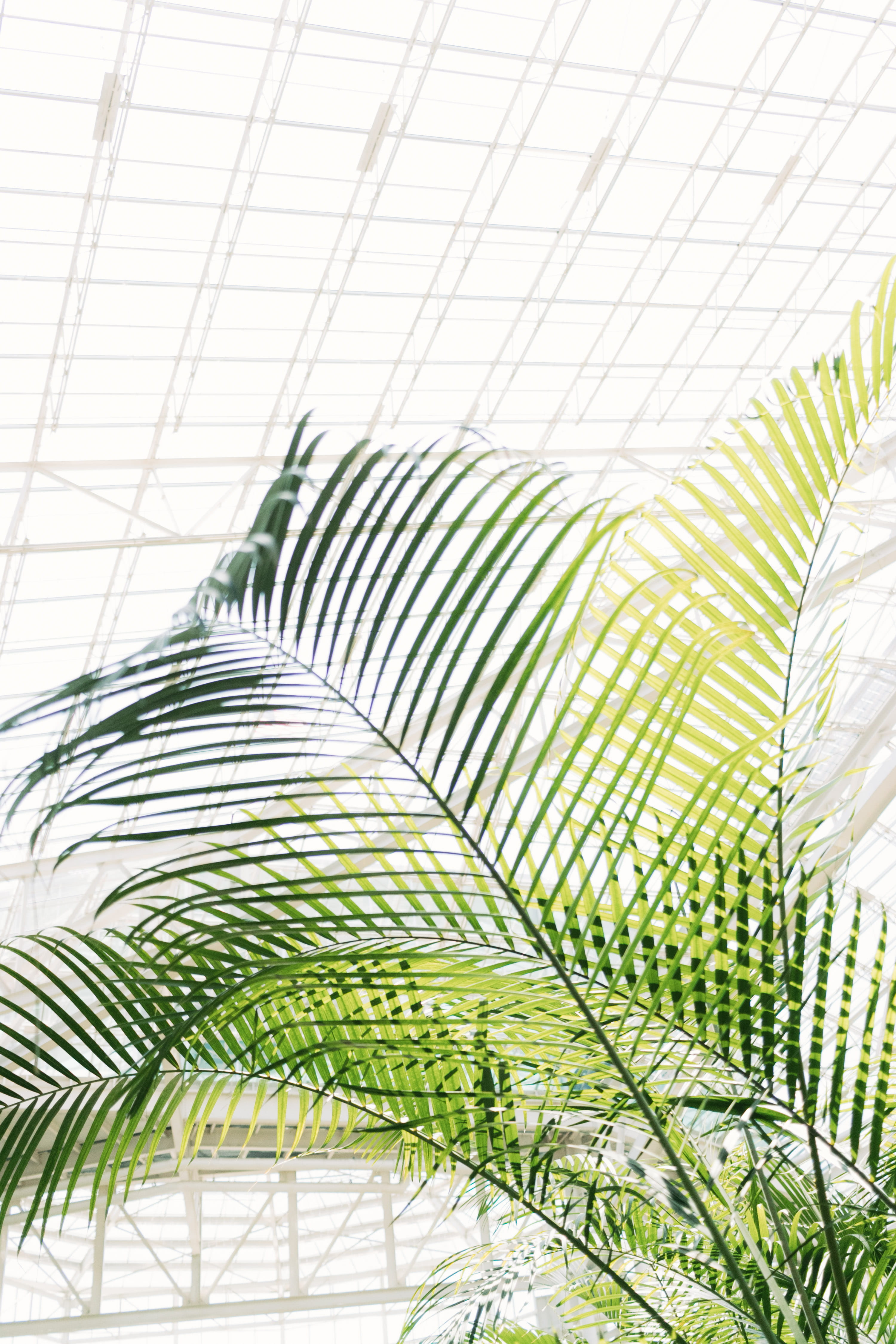 pattern, plant, gaylord opryland resort and spa, majesty palm, united states, ceiling, nature, palm, indoors, leaves, nashville, 4K, tree, green, beauty in nature, Phone HD Wallpaper