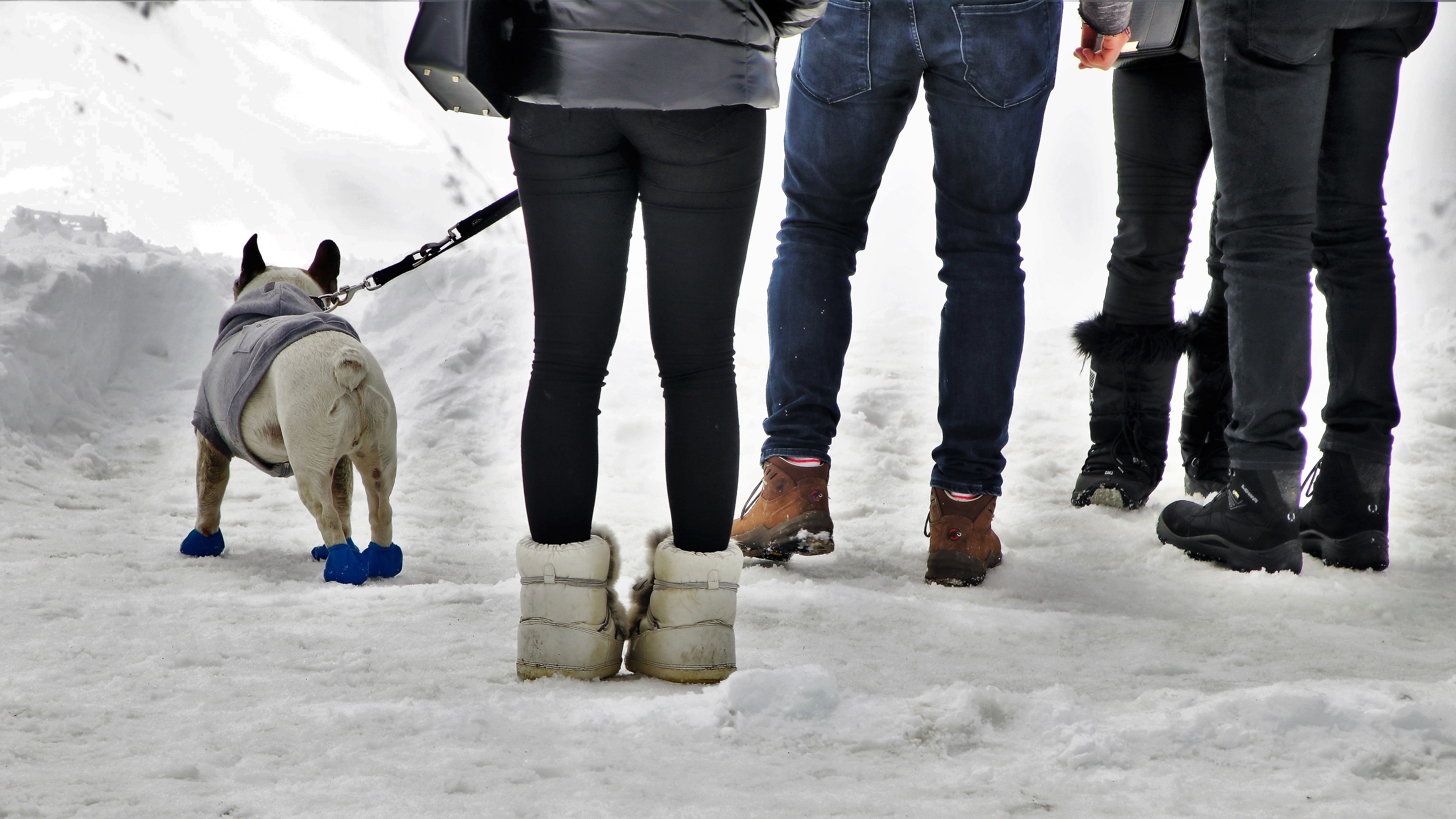 young, white, competition, 5K, mammal, tourism, cold temperature, zermatt, shoes, friends, side, nature, ice, biel, one animal, canine, seasons of the year, HD Wallpaper