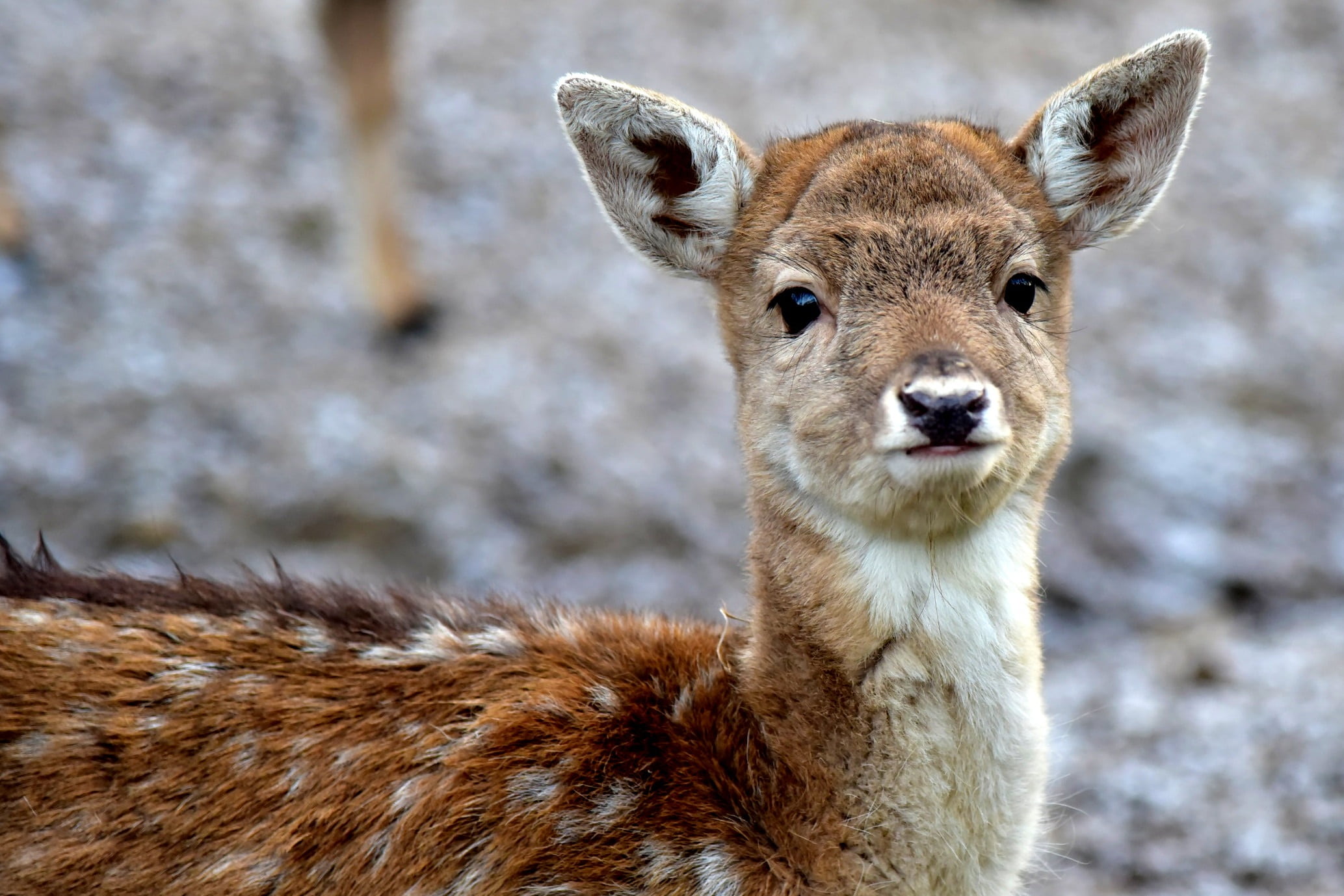 brown, day, mantle, photography, mammal, park, outdoors, deer, tranquility, animal wildlife, close-up, animals, young animal, nature, photographic, mountains, HD Wallpaper