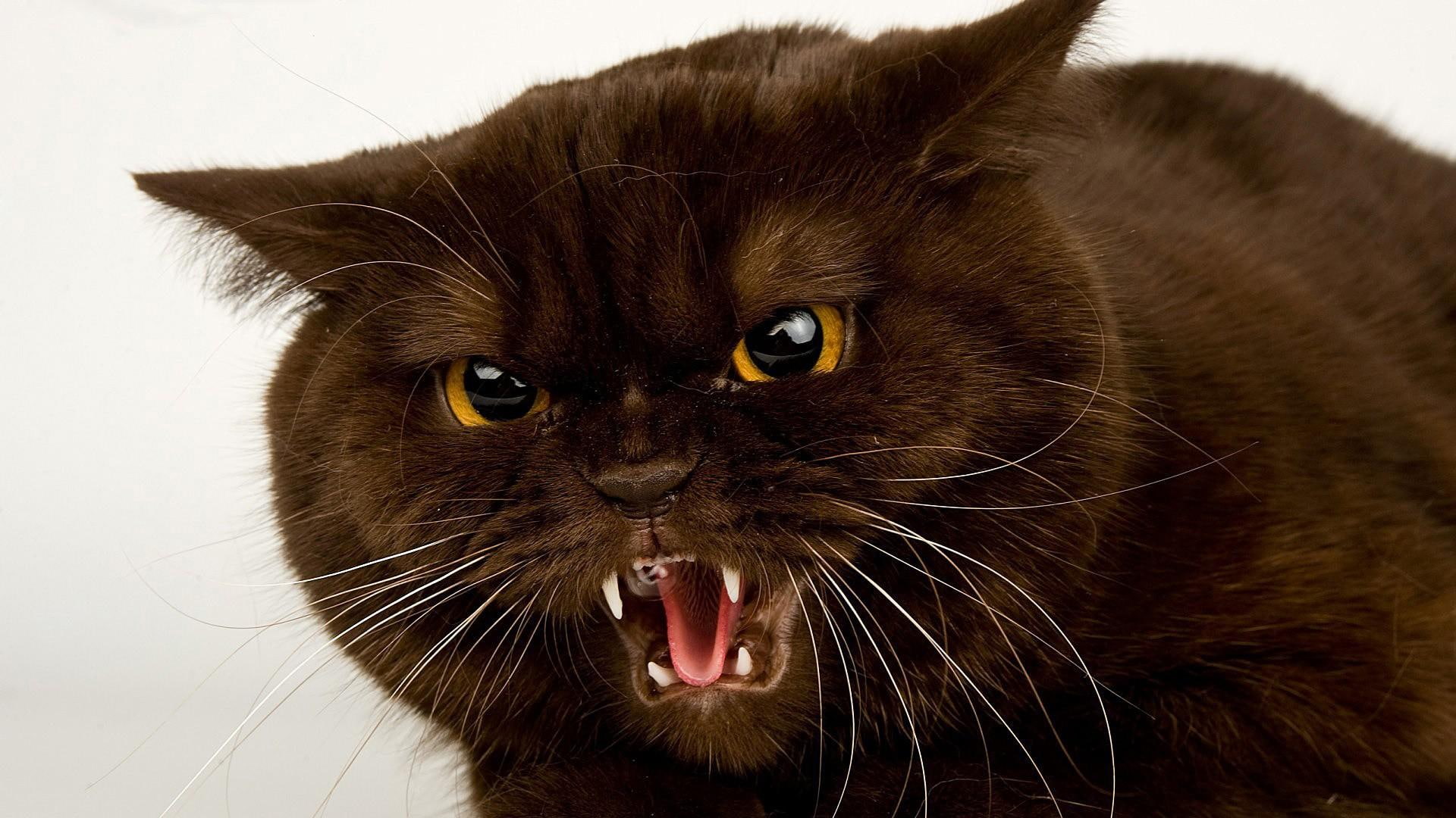 angry, feline, yellow eyes, animals, cat, 1080P, vocal, HD Wallpaper