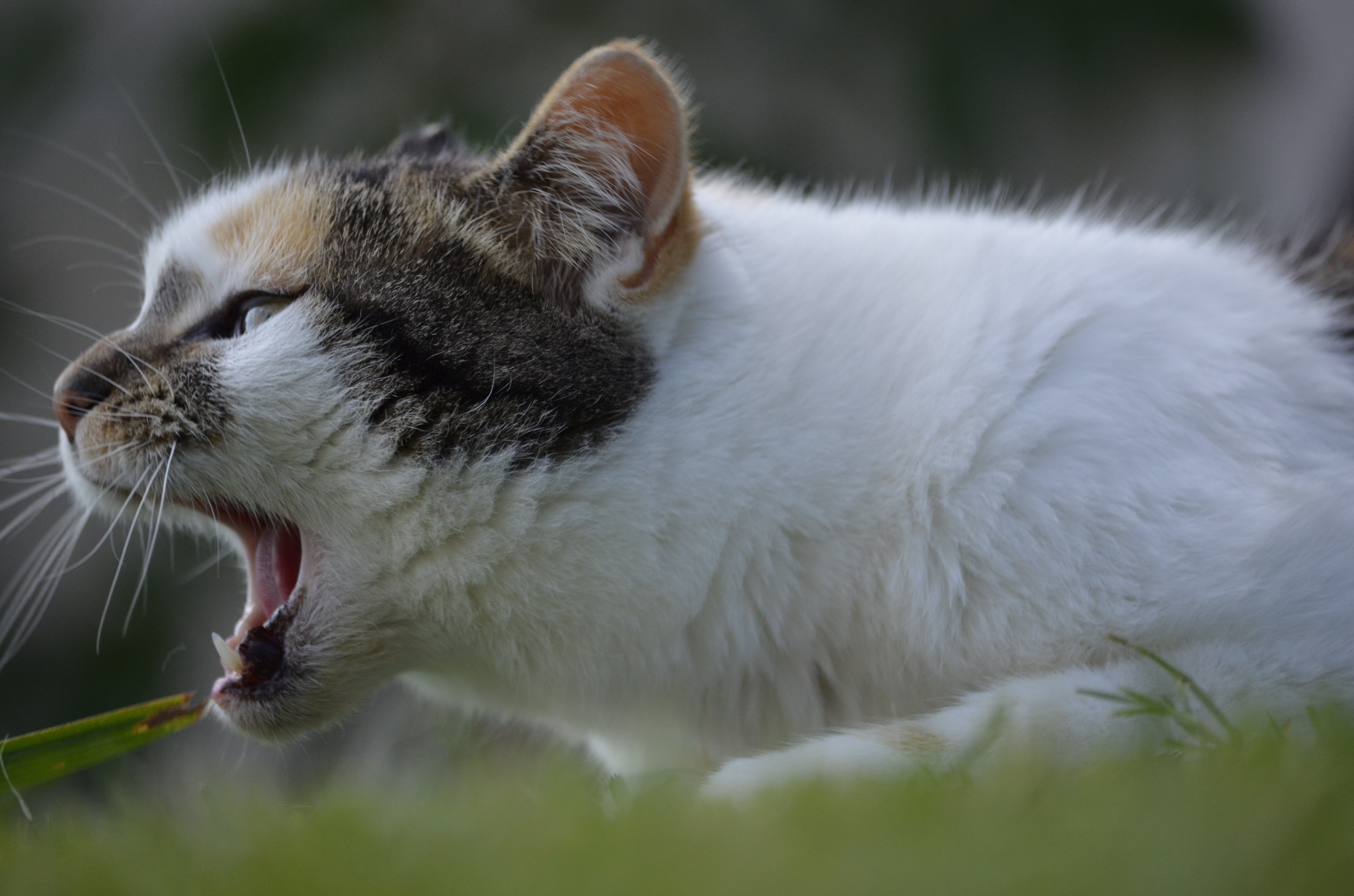 vocal about it, photography, hilde, animal head, focus, whisker, mammal, cute, animal body part, feline, shallow, one animal, relaxation, animal themes, HD Wallpaper