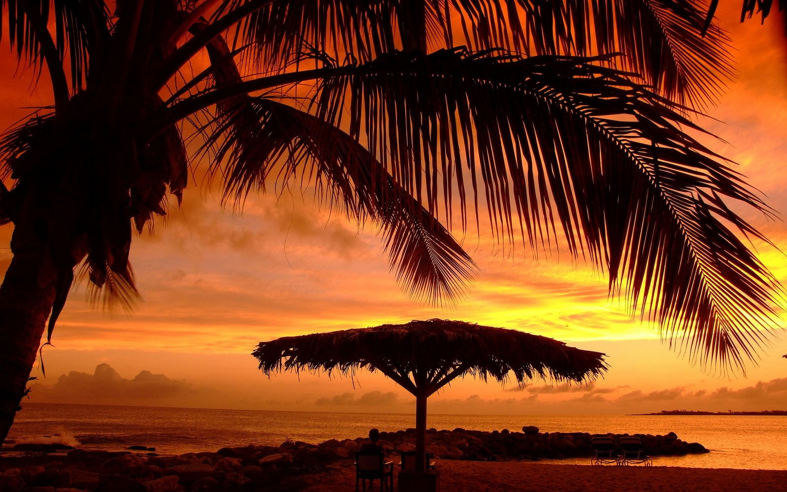 orange color, water, sea, outdoors, tree, horizon over water, cloud - sky, coconut palm tree, sky, 720P, beach, beauty in nature, palm leaf, landscape, HD Wallpaper