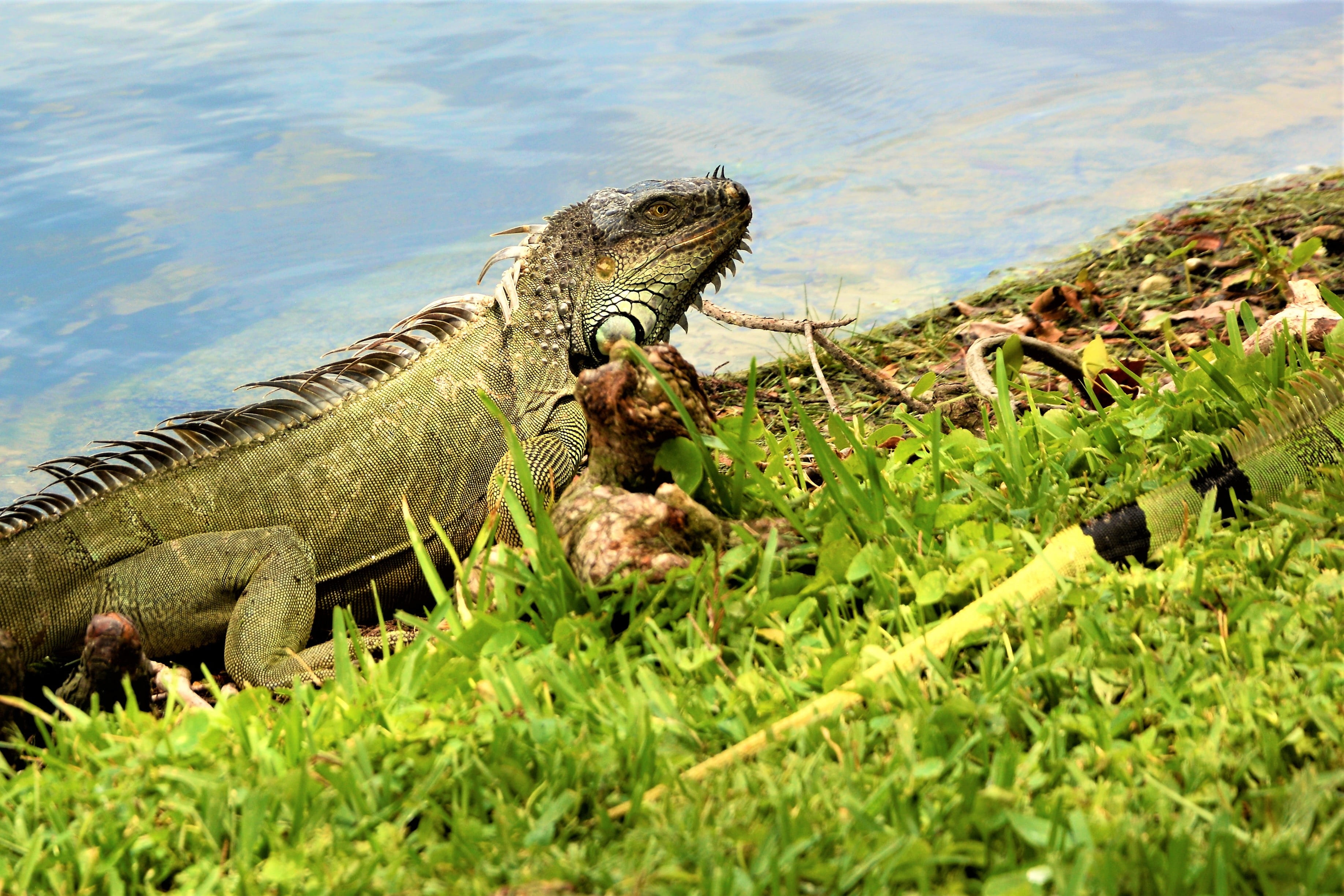 iridescent, plant, florida, spurs, reptile, shoreline, vertebrate, outdoors, water, one animal, bumpy, grass, animal wildlife, creature, animals in the wild, HD Wallpaper