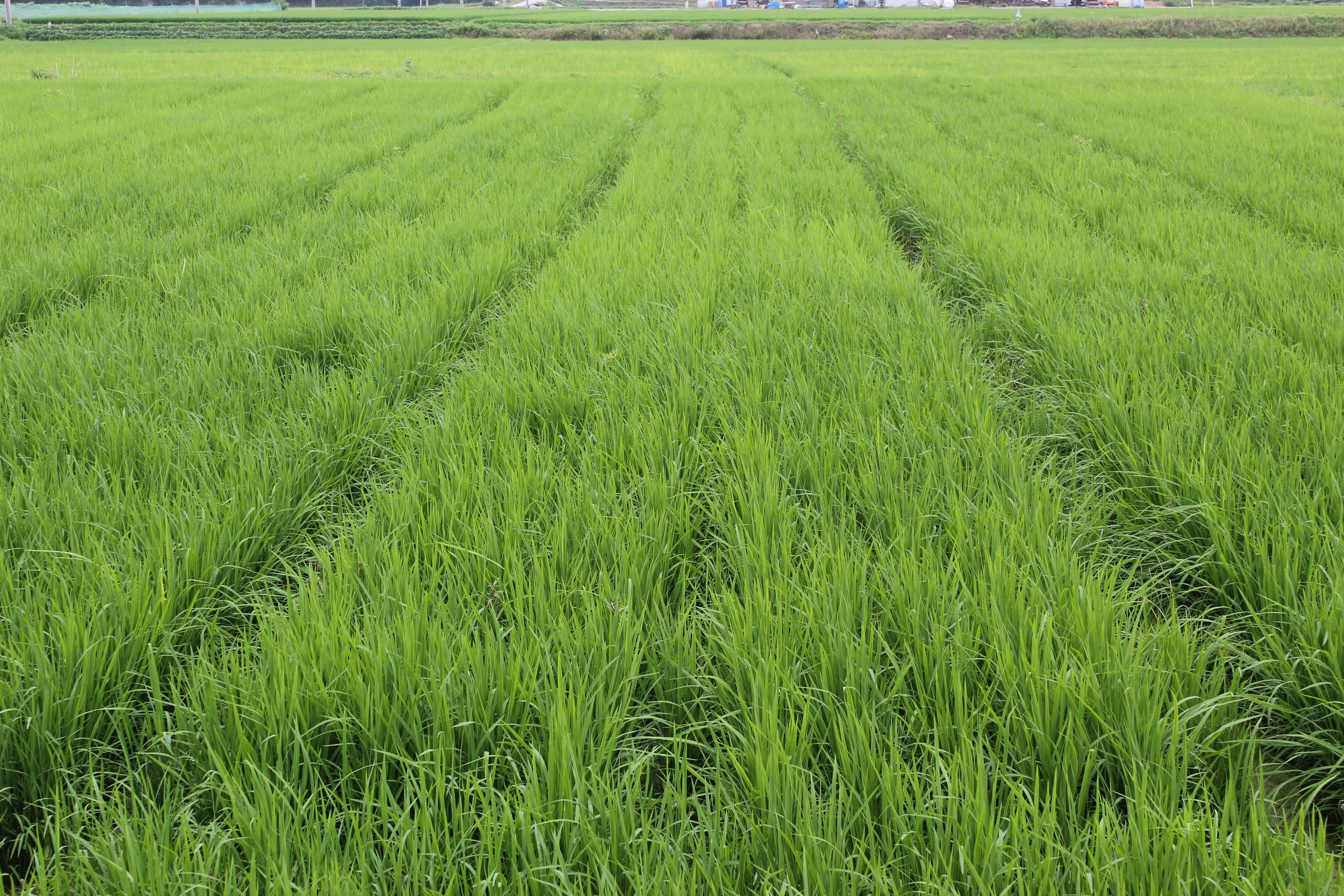 growth, agriculture, plant, crop, nature, environment, 5K, plantation, no people, scenics - nature, film organic way, outdoors, rural scene, cereal plant, HD Wallpaper