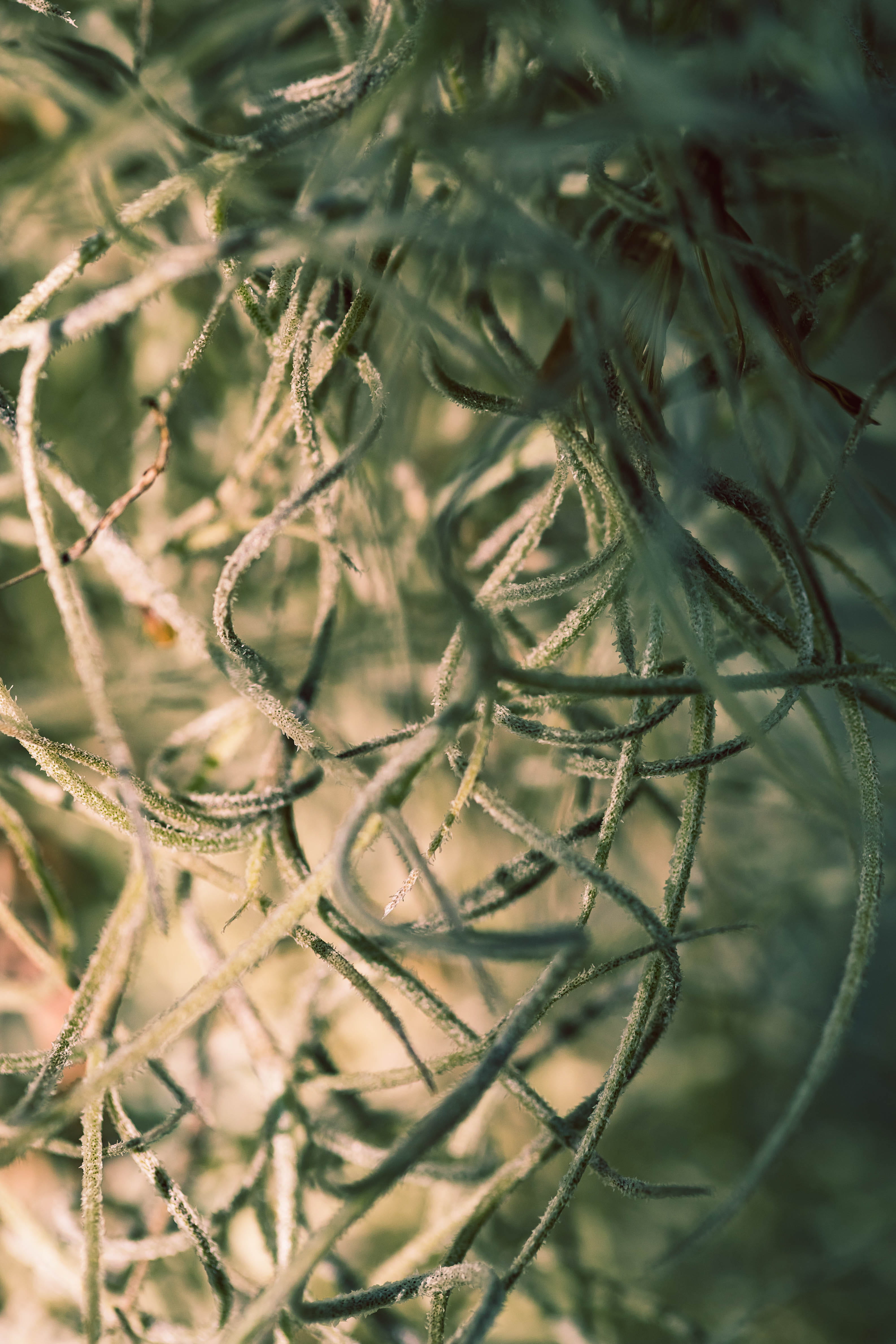 backgrounds, growth, no people, twig, day, complexity, plant part, focus on foreground, beauty in nature, 4K, spanish moss, branch, nature, outdoors, plant, Phone HD Wallpaper