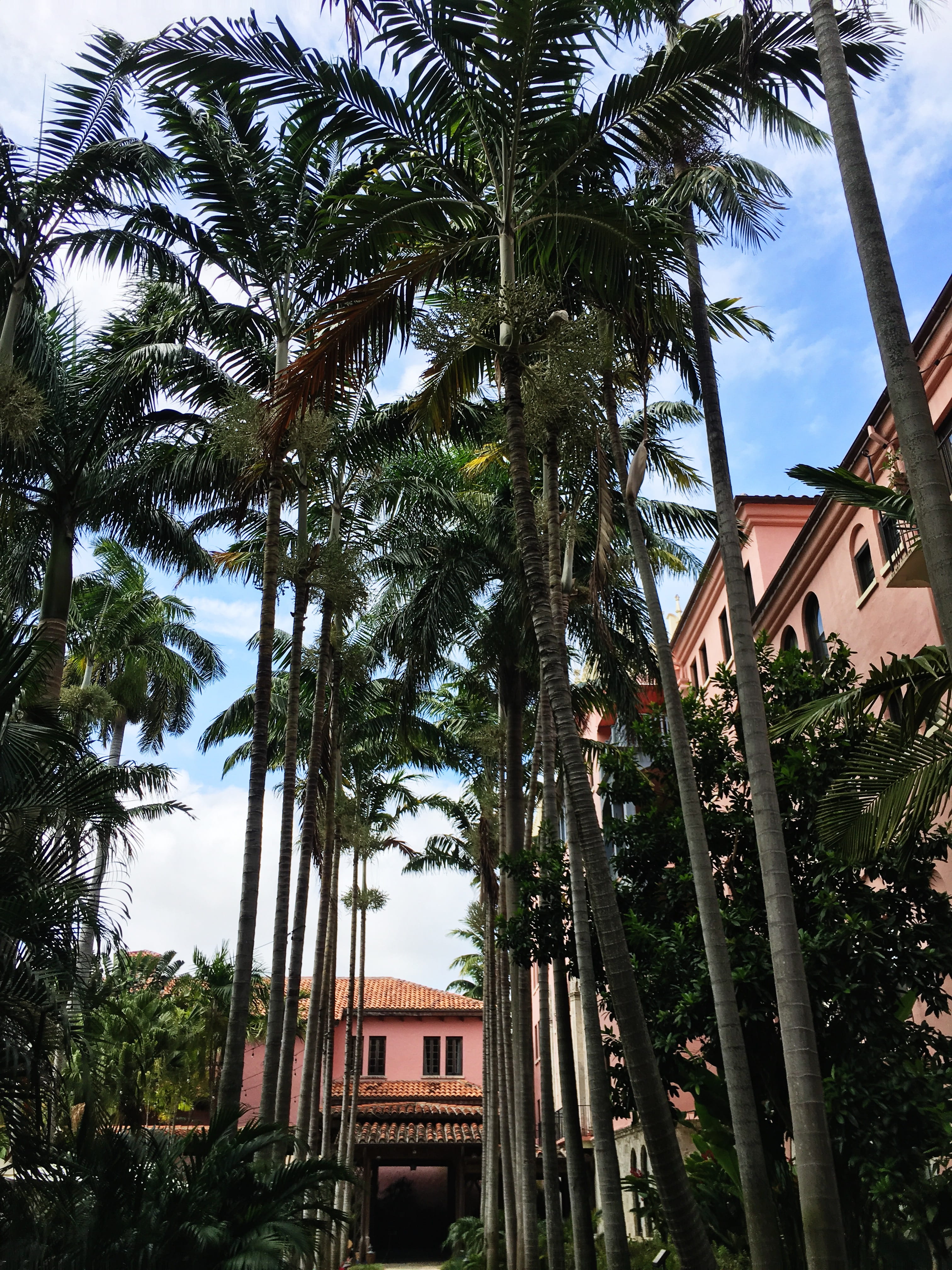 boca raton resort and club, tropical tree, trunk, boca raton, residential district, built structure, growth, palm leaf, plant, tall - high, building, outdoors, Phone HD Wallpaper