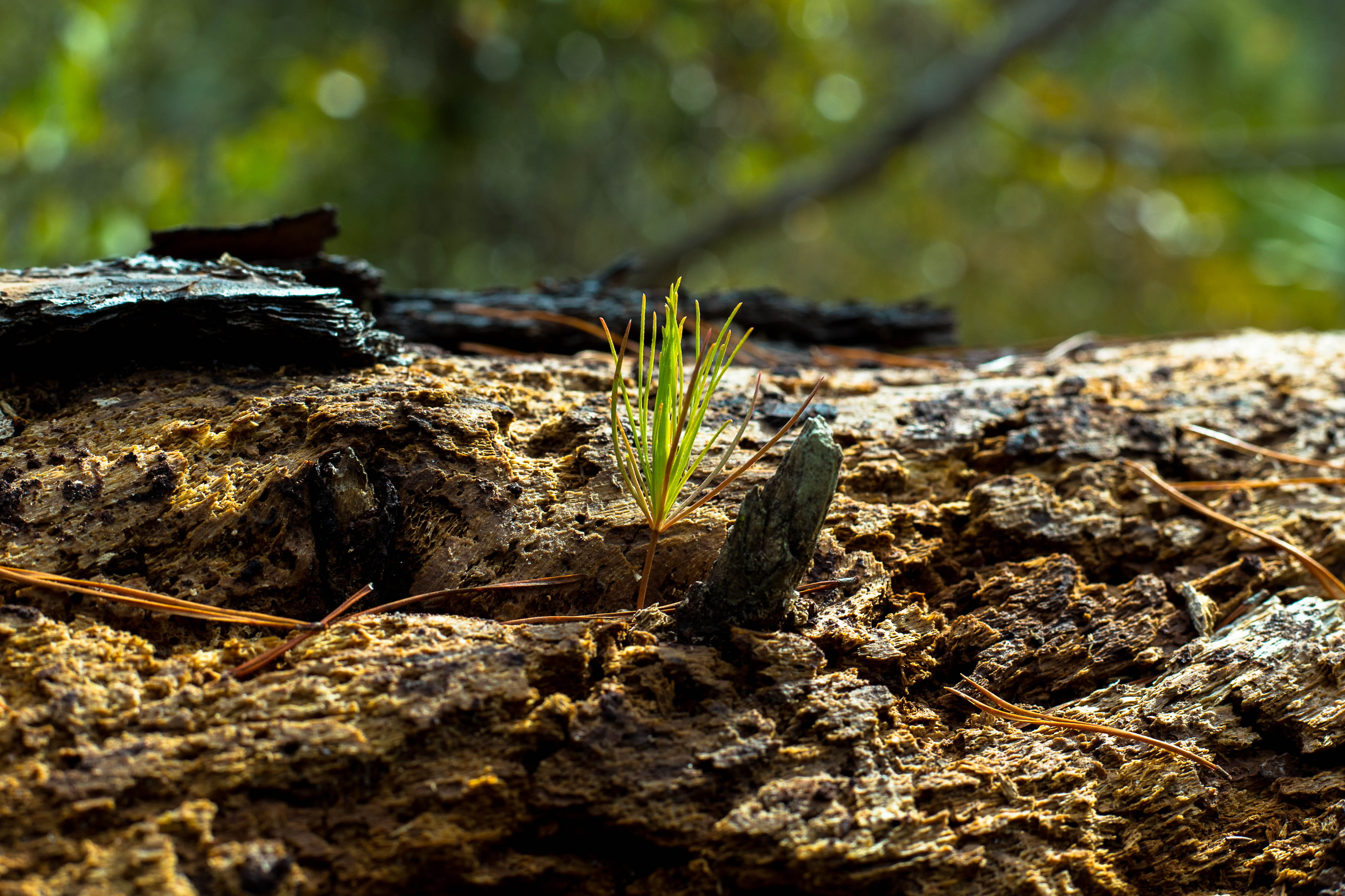 nature, rock - object, united states, woods, sprout, selective focus, sapling, sunlight, 4K, textured, land, no people, focus on foreground, yamato scrub natural area, HD Wallpaper