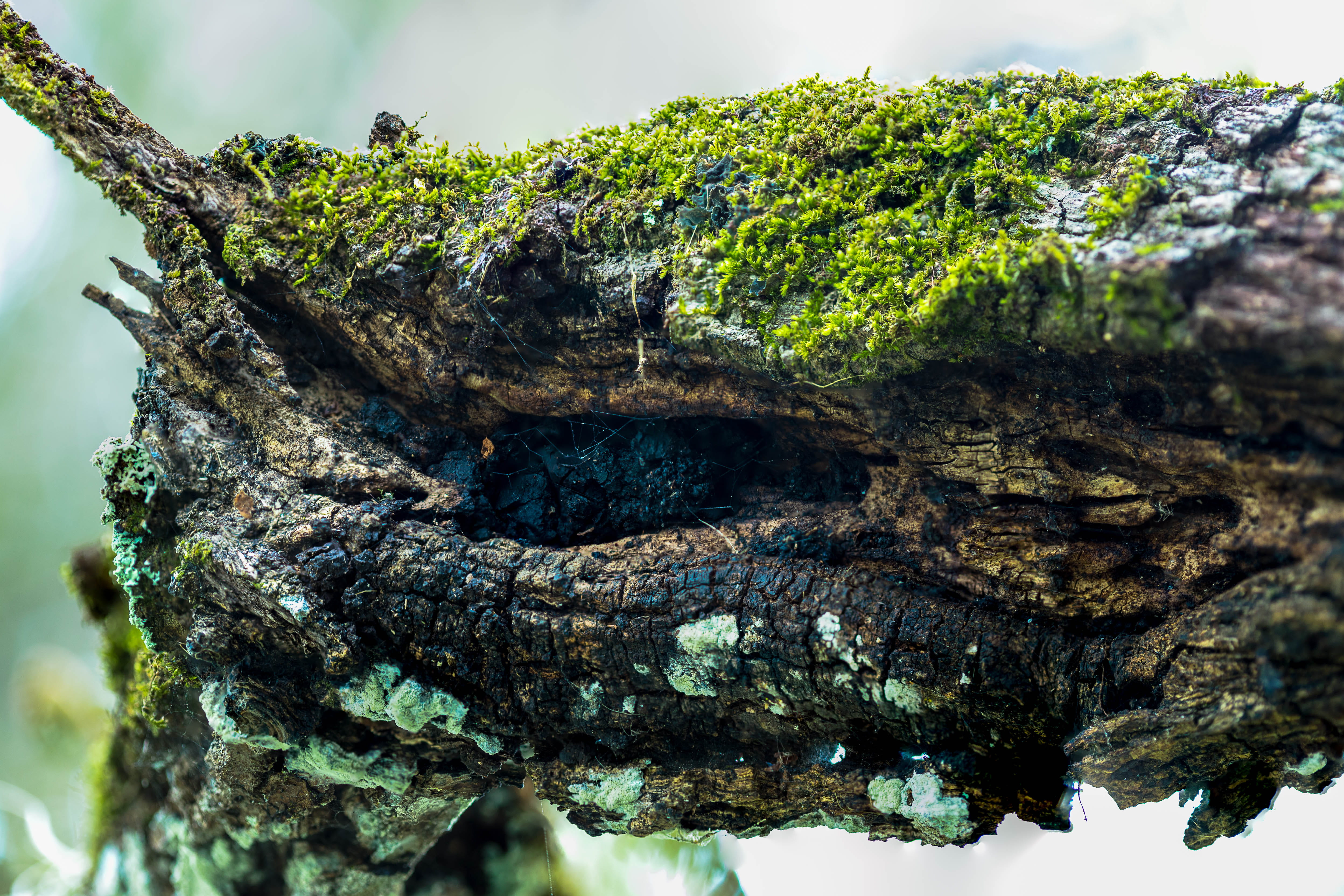 yamato scrub natural area, close-up, branch, outdoors, wood - material, day, macro, united states, rough, pattern, trunk, plant, woods, moss, weathered, HD Wallpaper