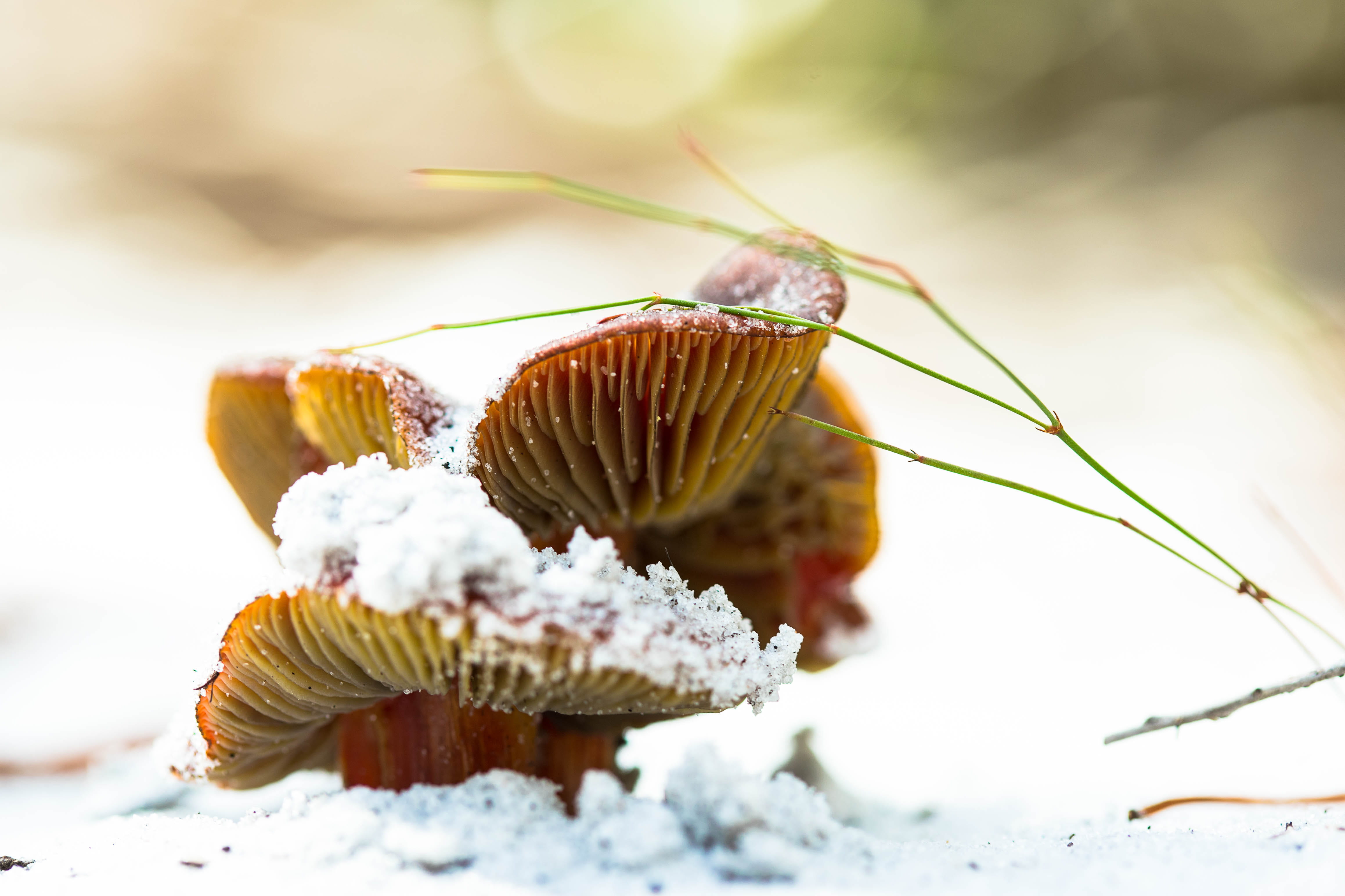 focus on foreground, animal themes, snow, marine, outdoors, food, yamato scrub natural area, invertebrate, no people, beauty in nature, plant, sand, boca raton, HD Wallpaper