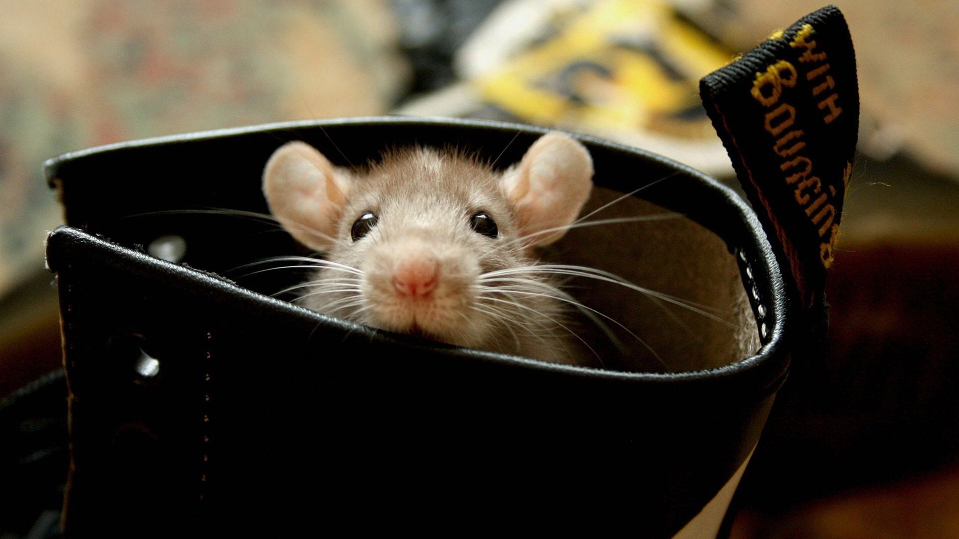animal body part, animal themes, pets, close-up, one animal, focus on foreground, animal head, Bota, 1080P, domestic, basket, container, looking at camera, HD Wallpaper