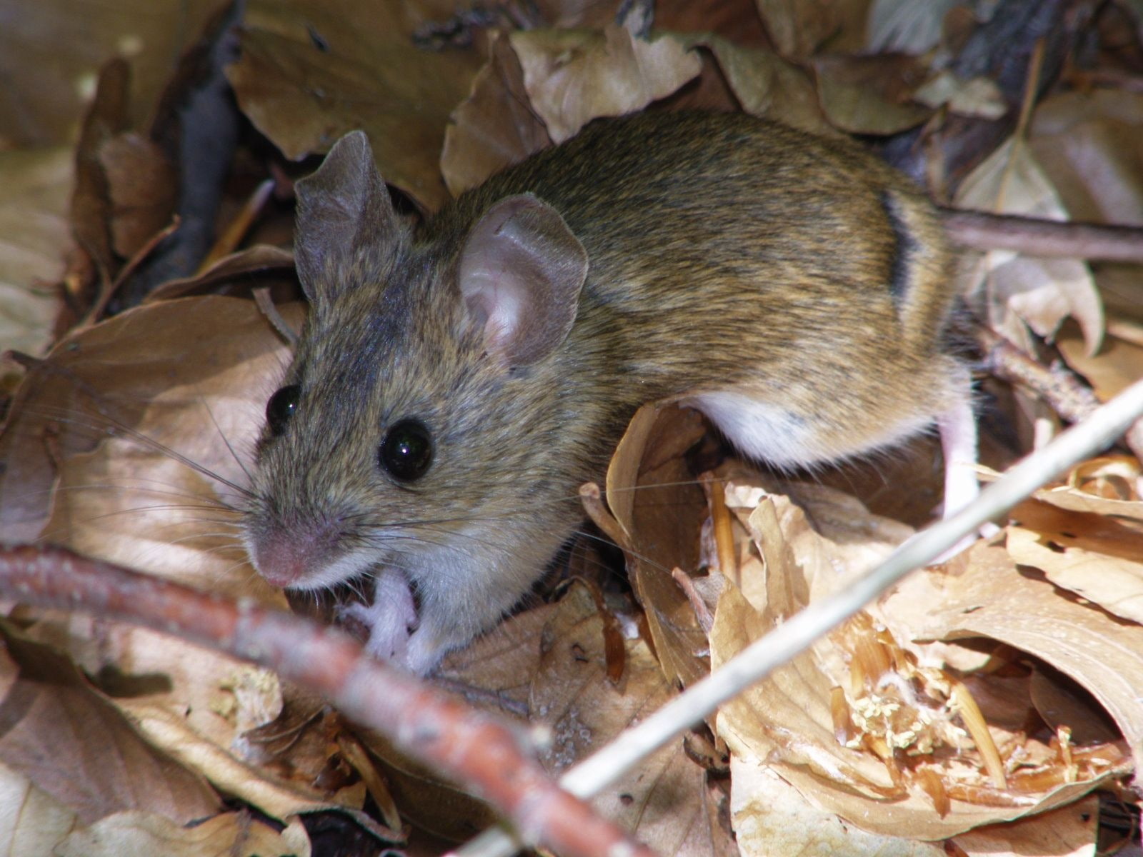 animales, roedor, raton, campo, 720P, HD Wallpaper